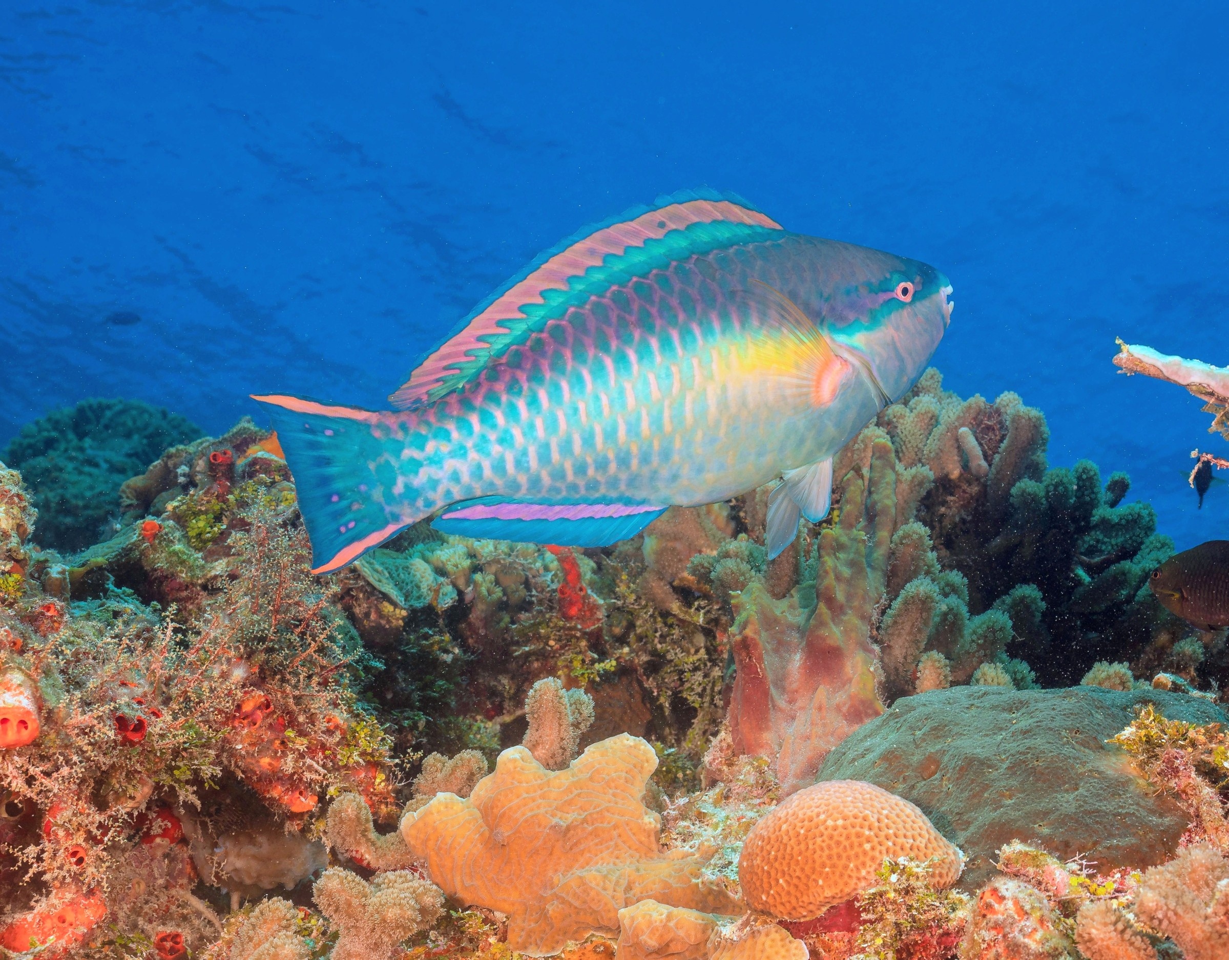 Simple feeding shift triggered a burst of reef fish evolution