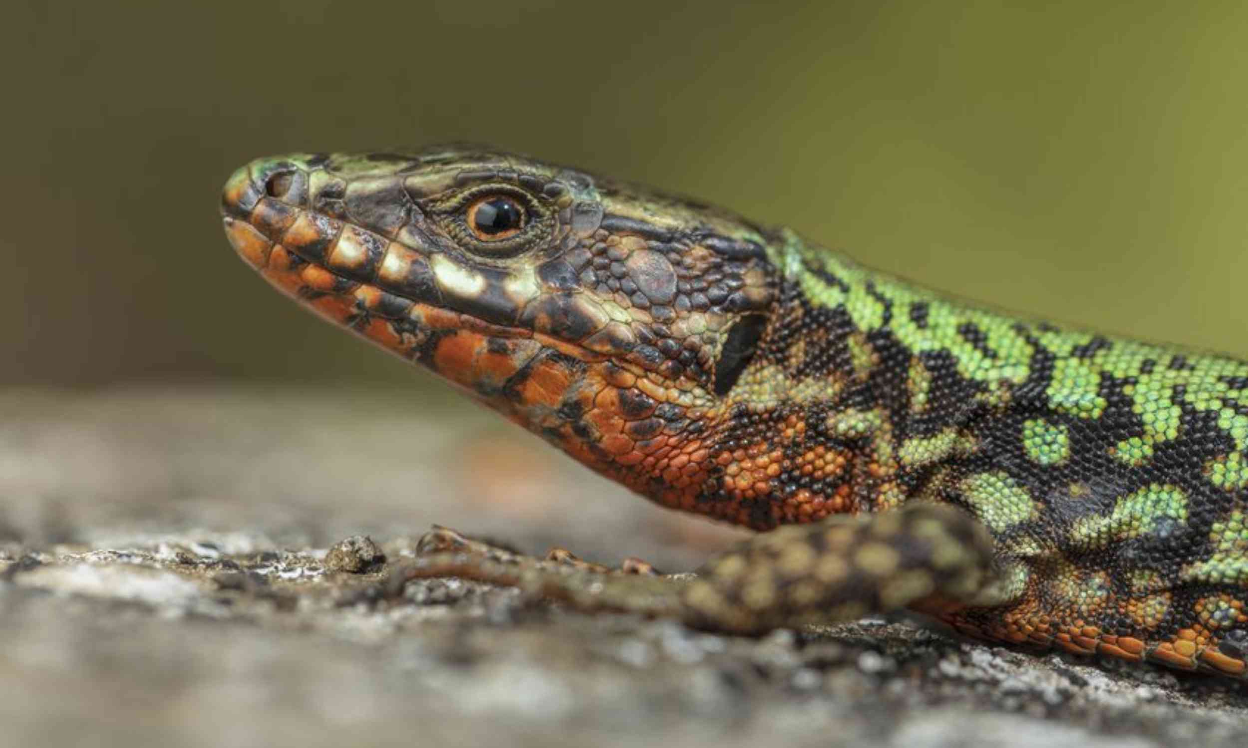 One dominant lizard form is reshaping evolution in real time