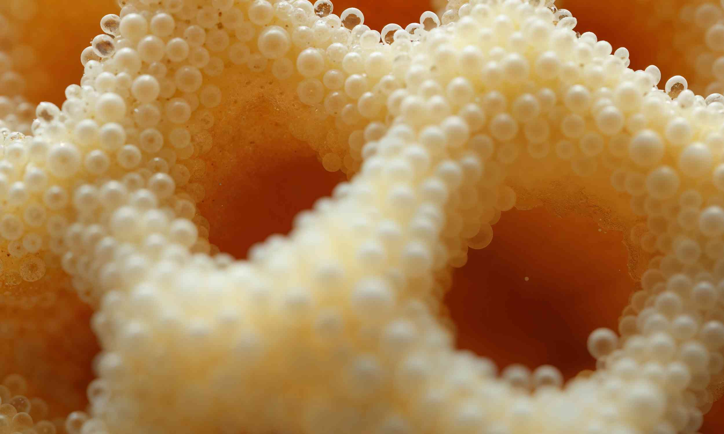 Starving yeast cells wrap their power plants in a strange shield, exposing a cancer survival trick