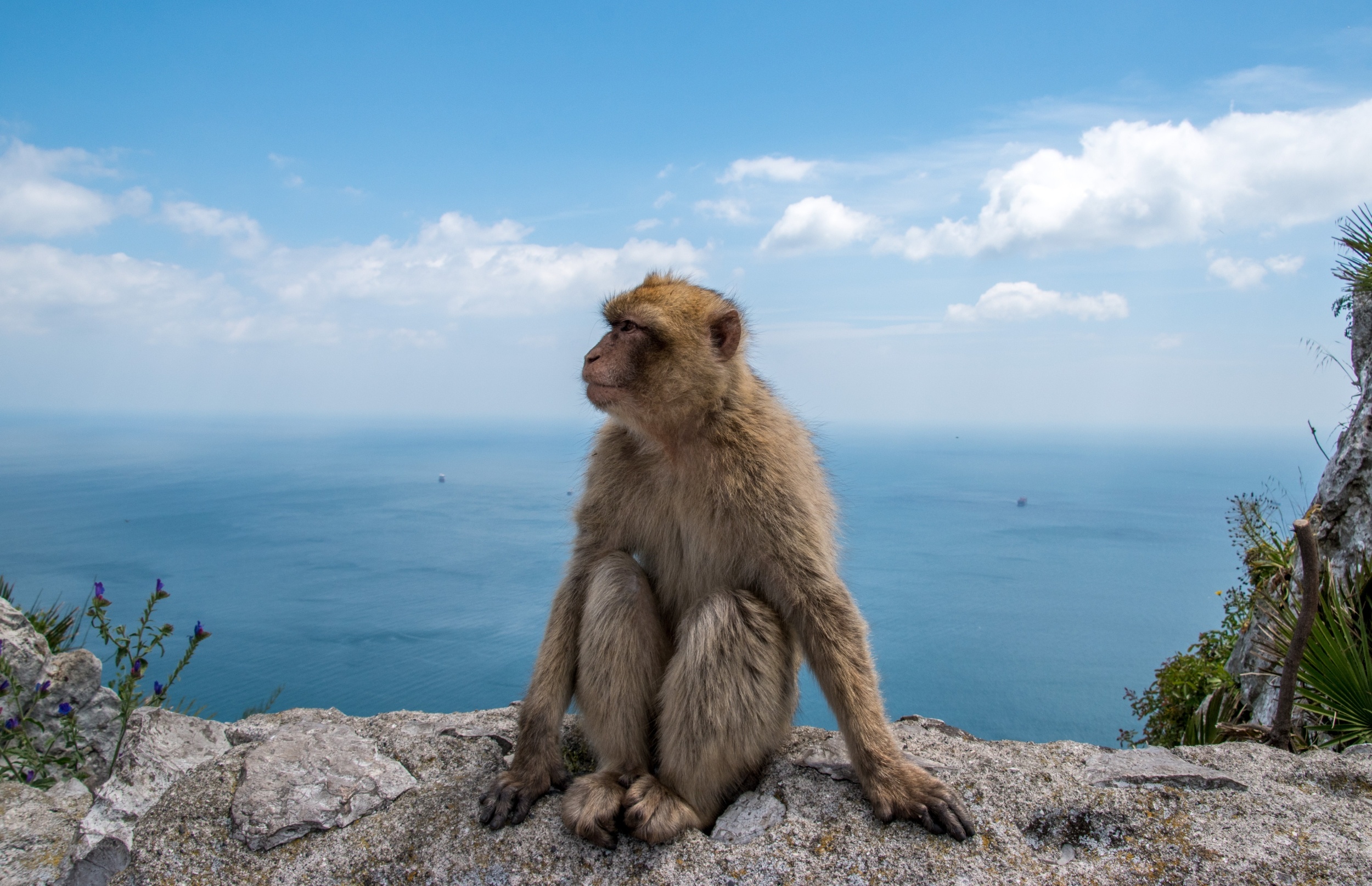Monkeys are eating dirt to cope with junk food from tourists