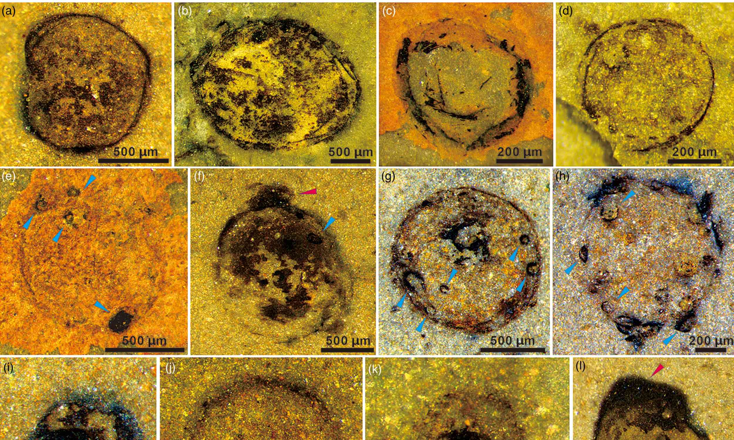 Worm-like fossils from ancient China open a strange window into life before animals