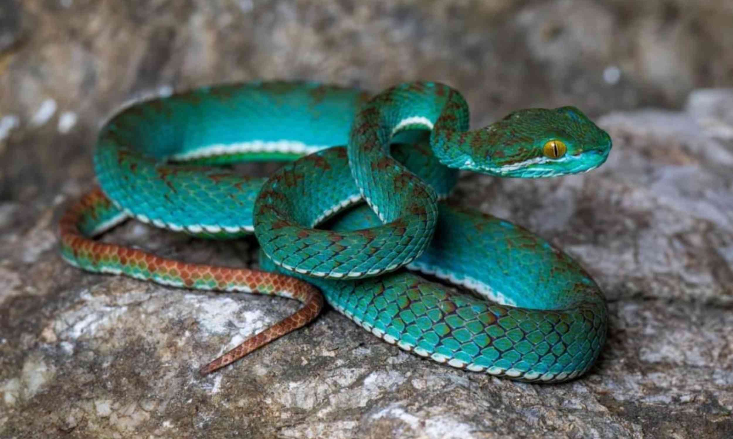 Scientists searching Cambodia’s dark limestone caves found many new animal species