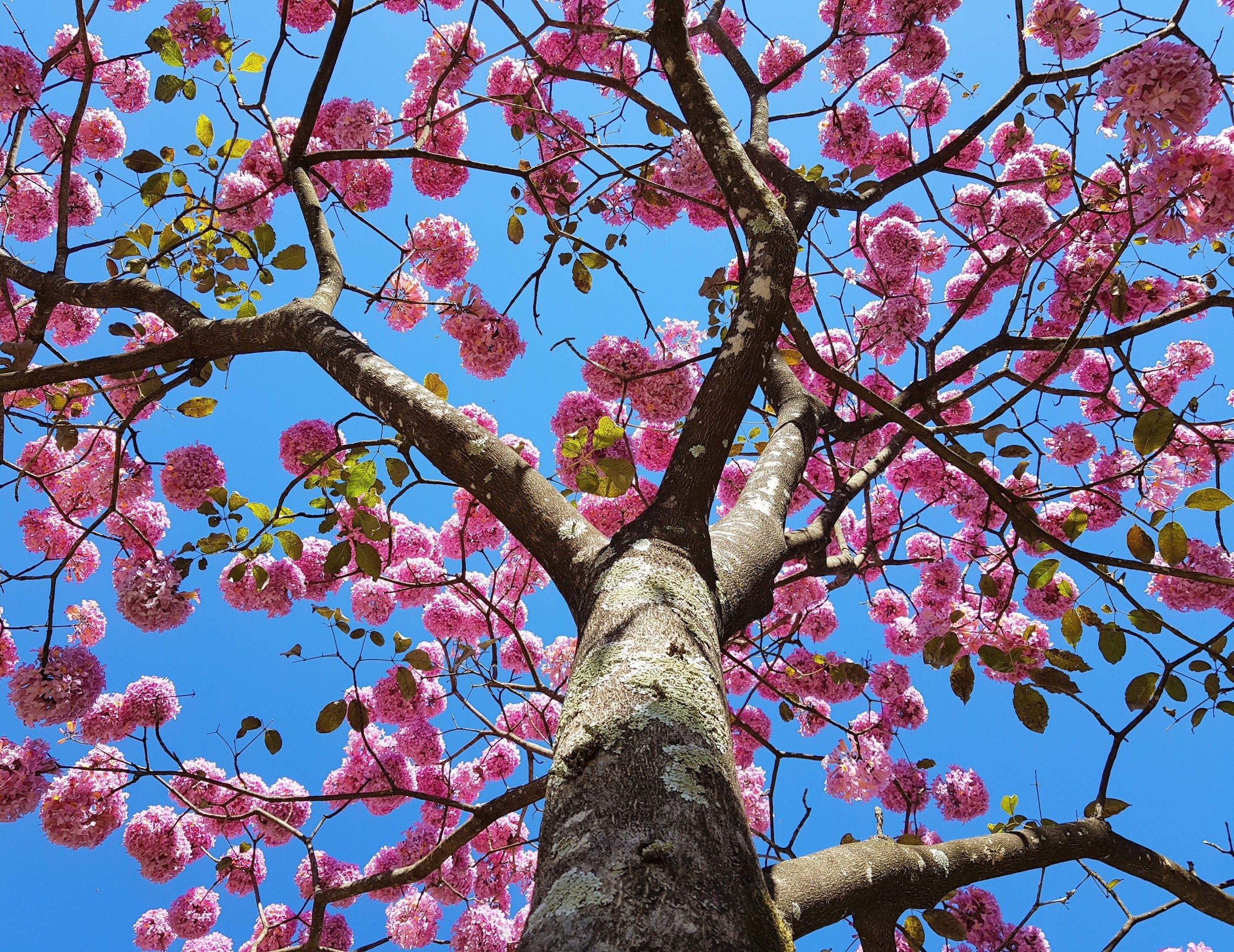 Amazon ‘dark earth’ helps trees grow faster and stronger
