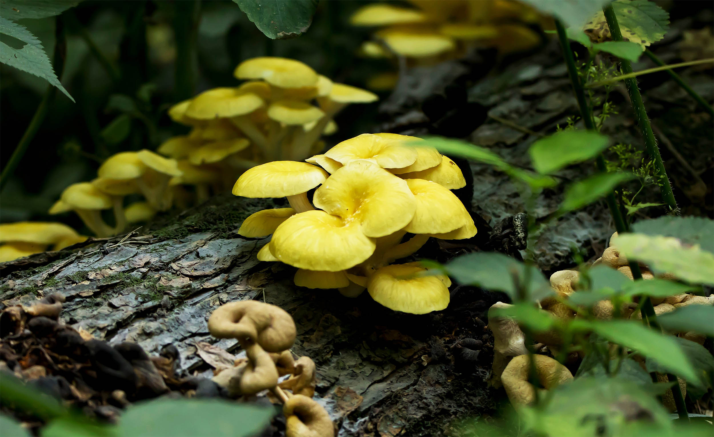Popular edible mushroom species is invading U.S. forests and pushing native fungi out of the way