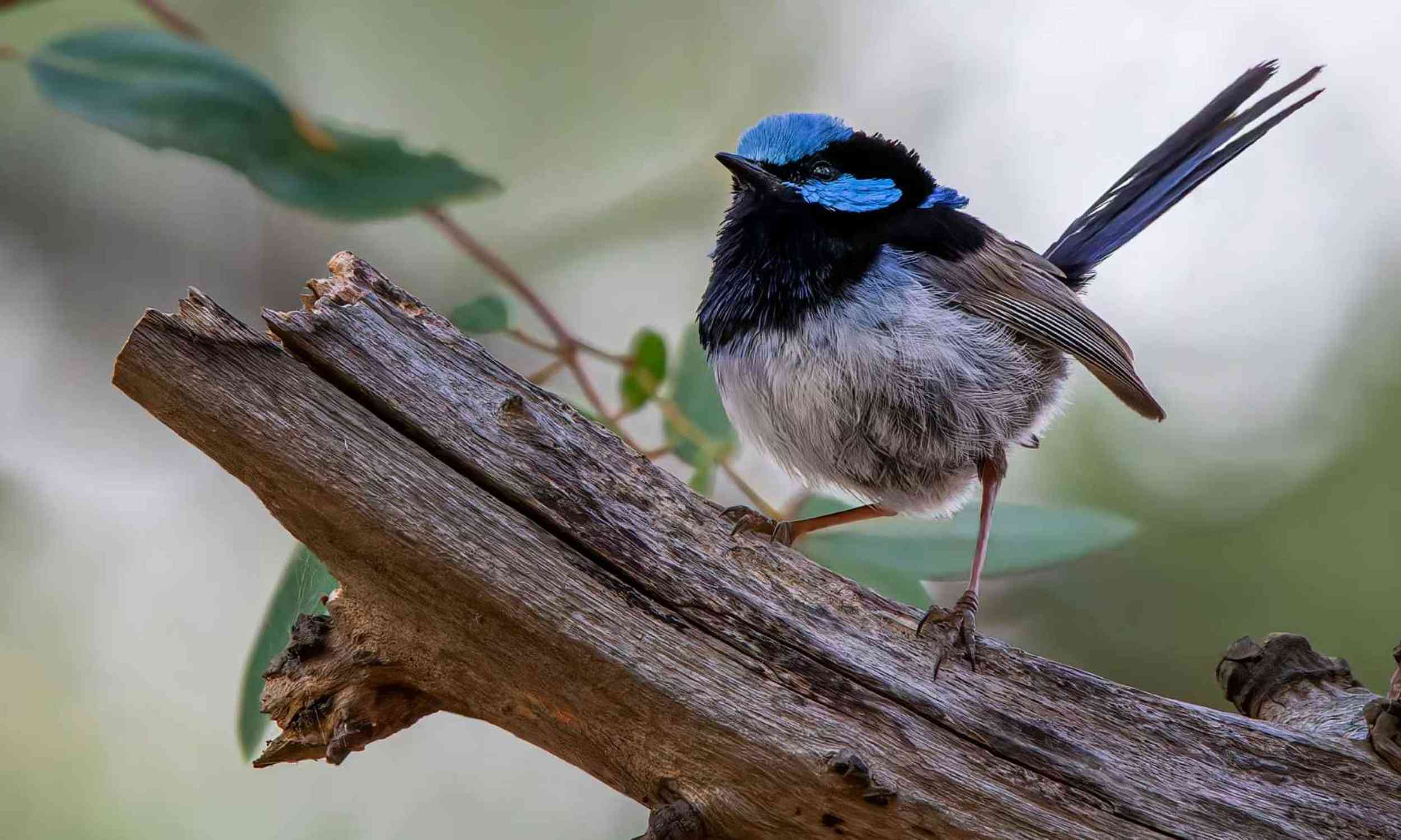 An iconic bird is on the verge of extinction due to many small climate change impacts to its habitat