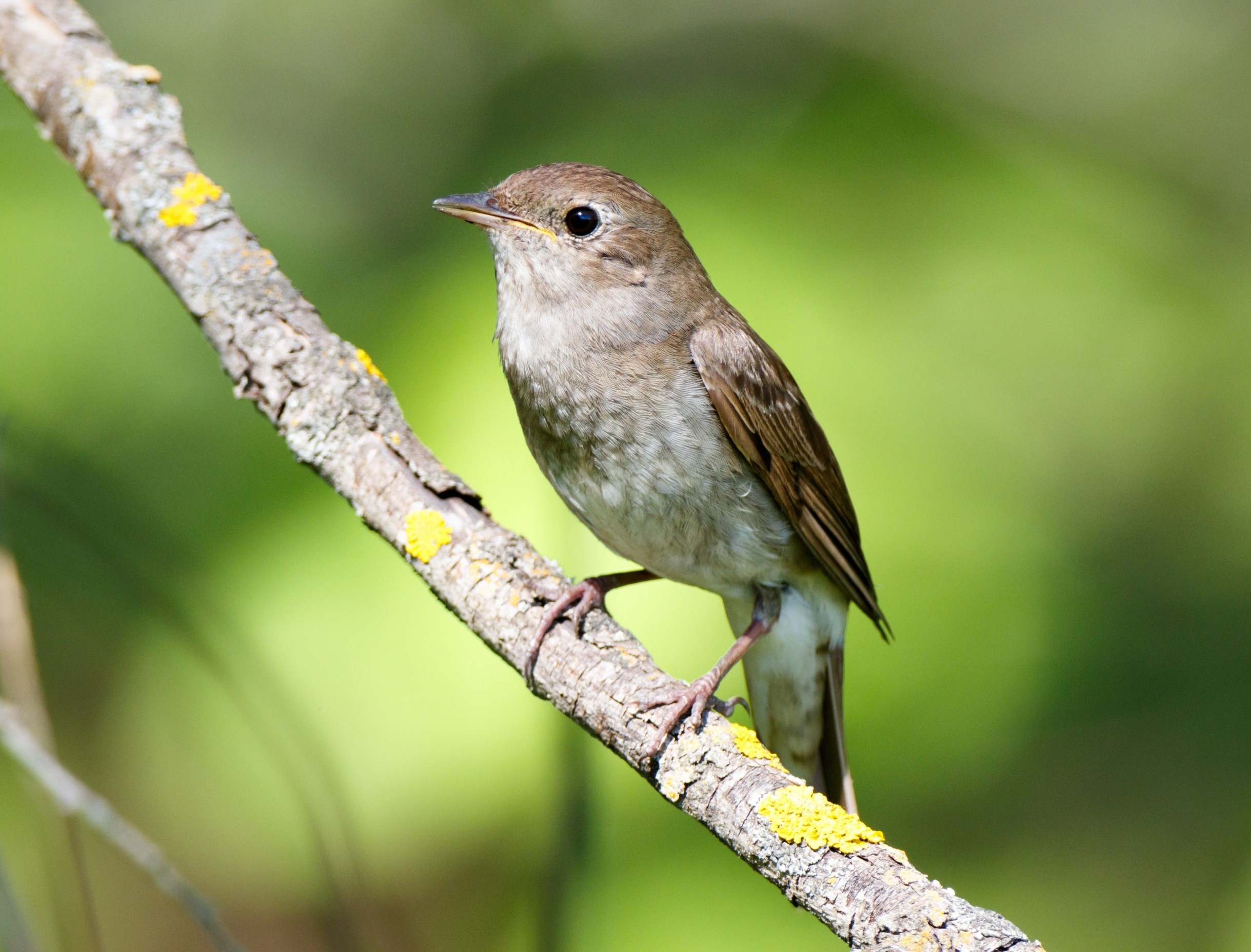 Songbird survives desert crossings by shutting down in the daytime