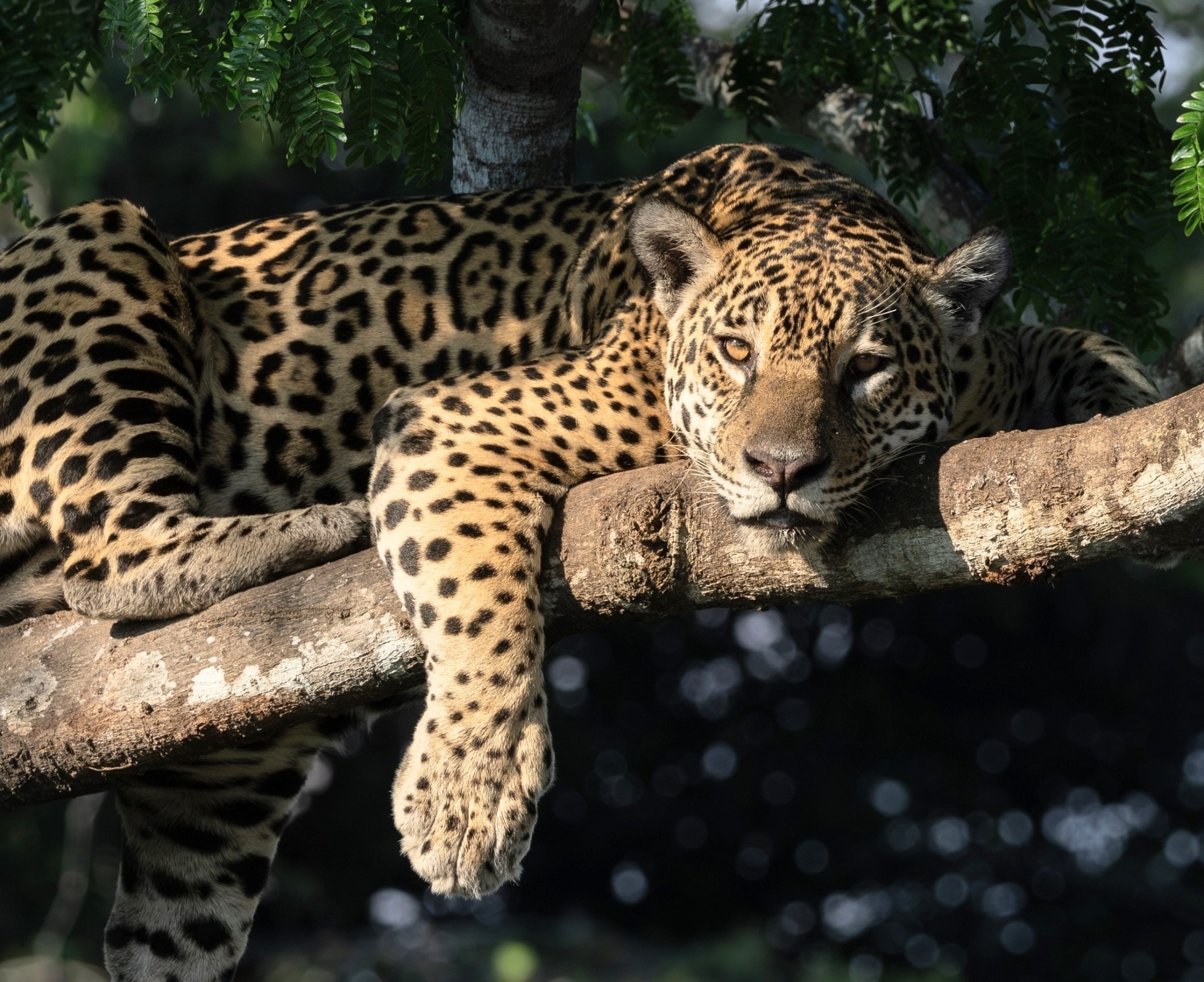 Why jaguars are disappearing from protected forests