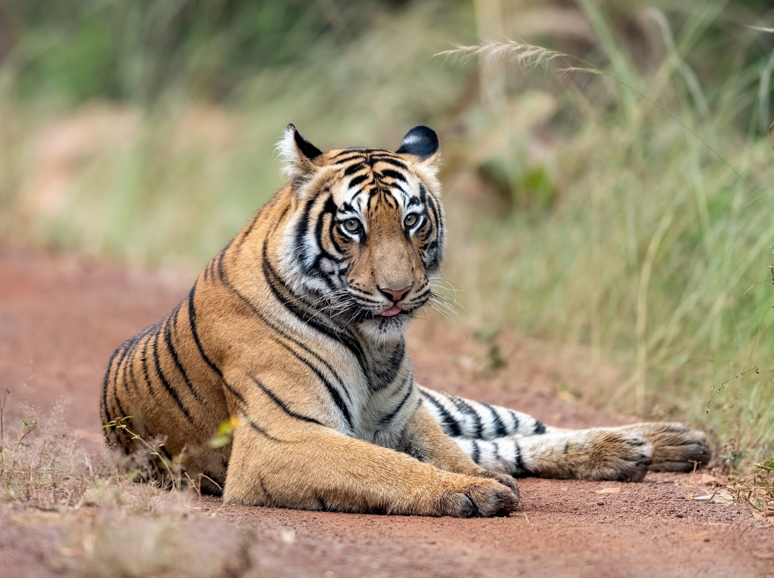 Sunlight and shadows may explain why tigers have stripes