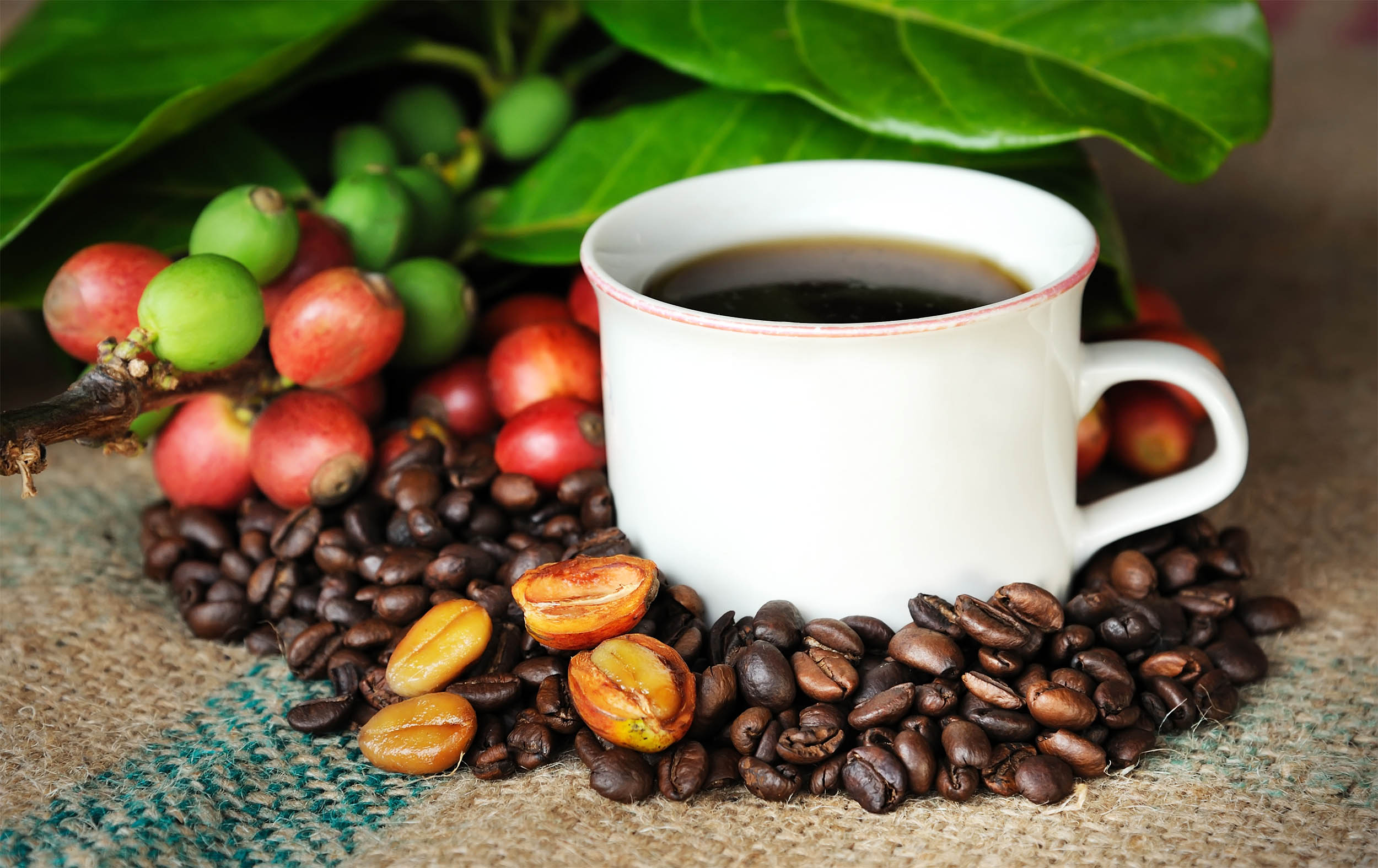 Scientists identify how coffee fights aging and boosts overall health