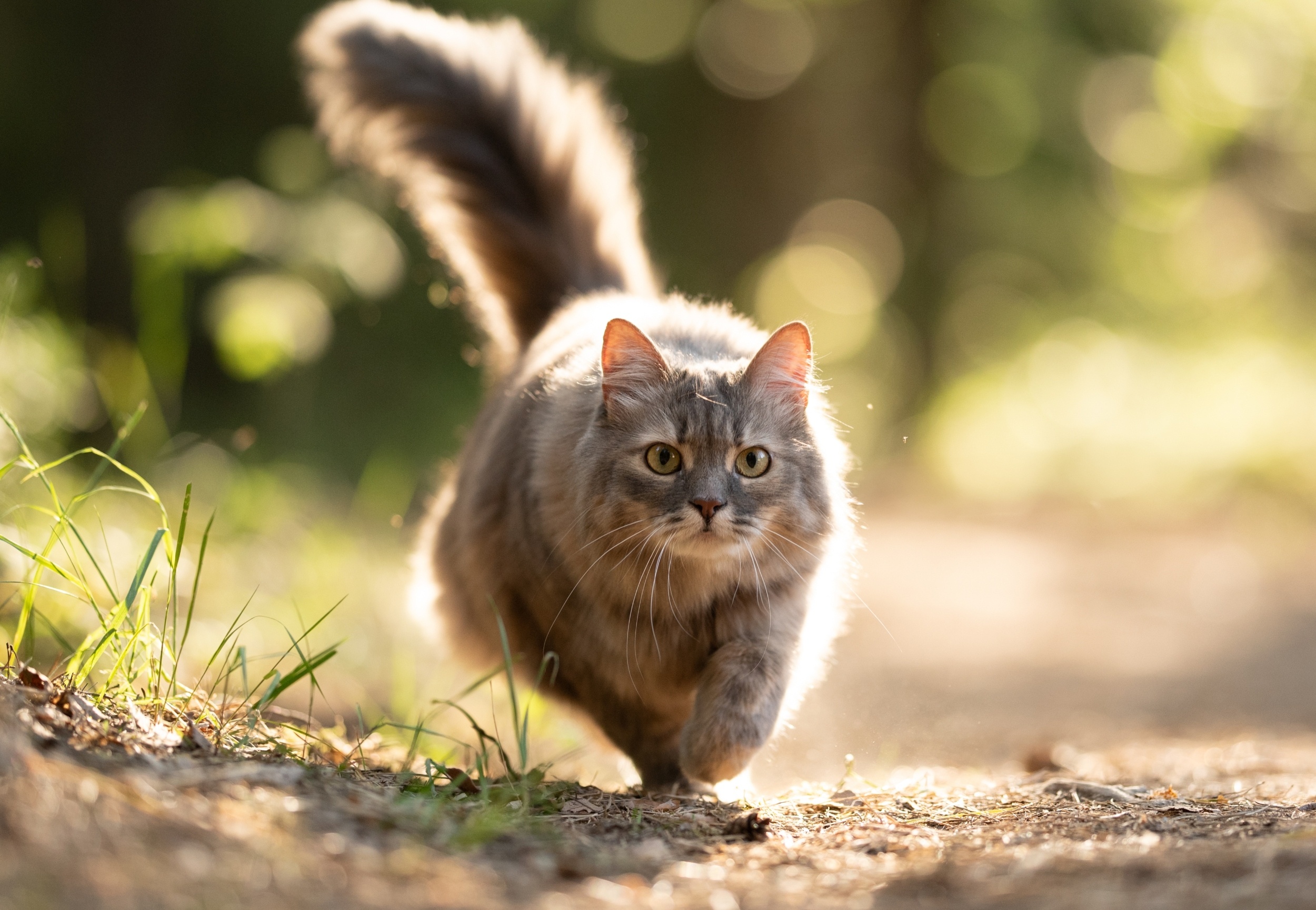 Pet cats that roam outdoors are far more likely to carry disease