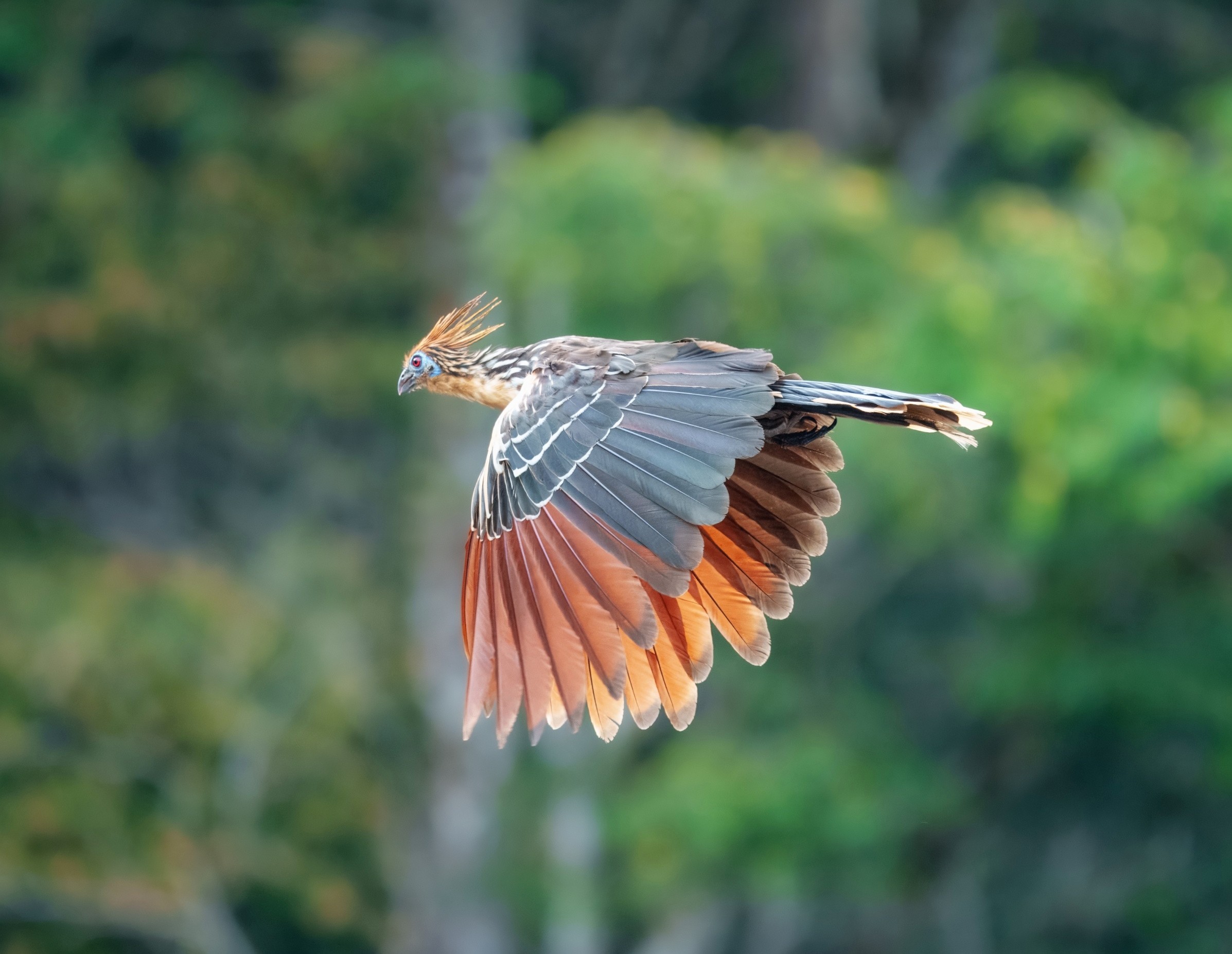 Rainforest animals share fear through a hidden warning network