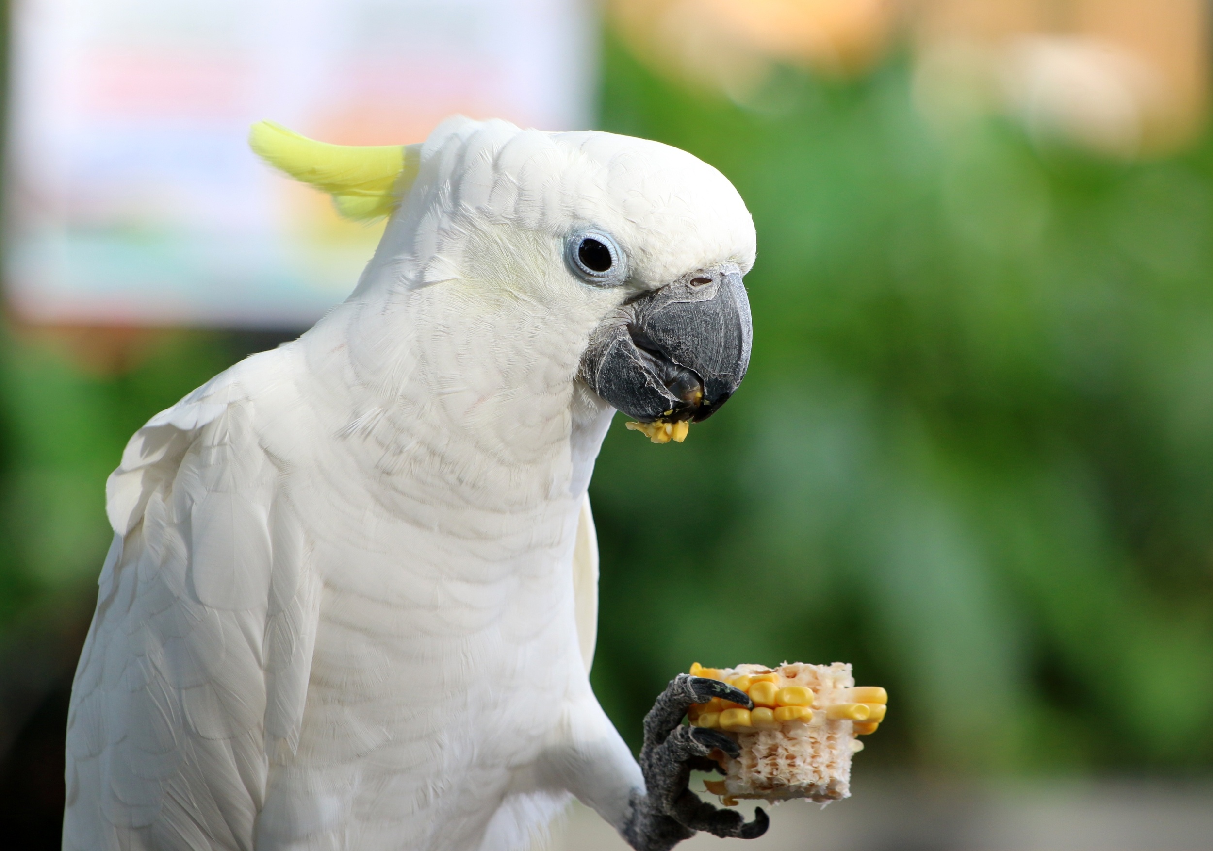 One bold bird can change what an entire flock eats