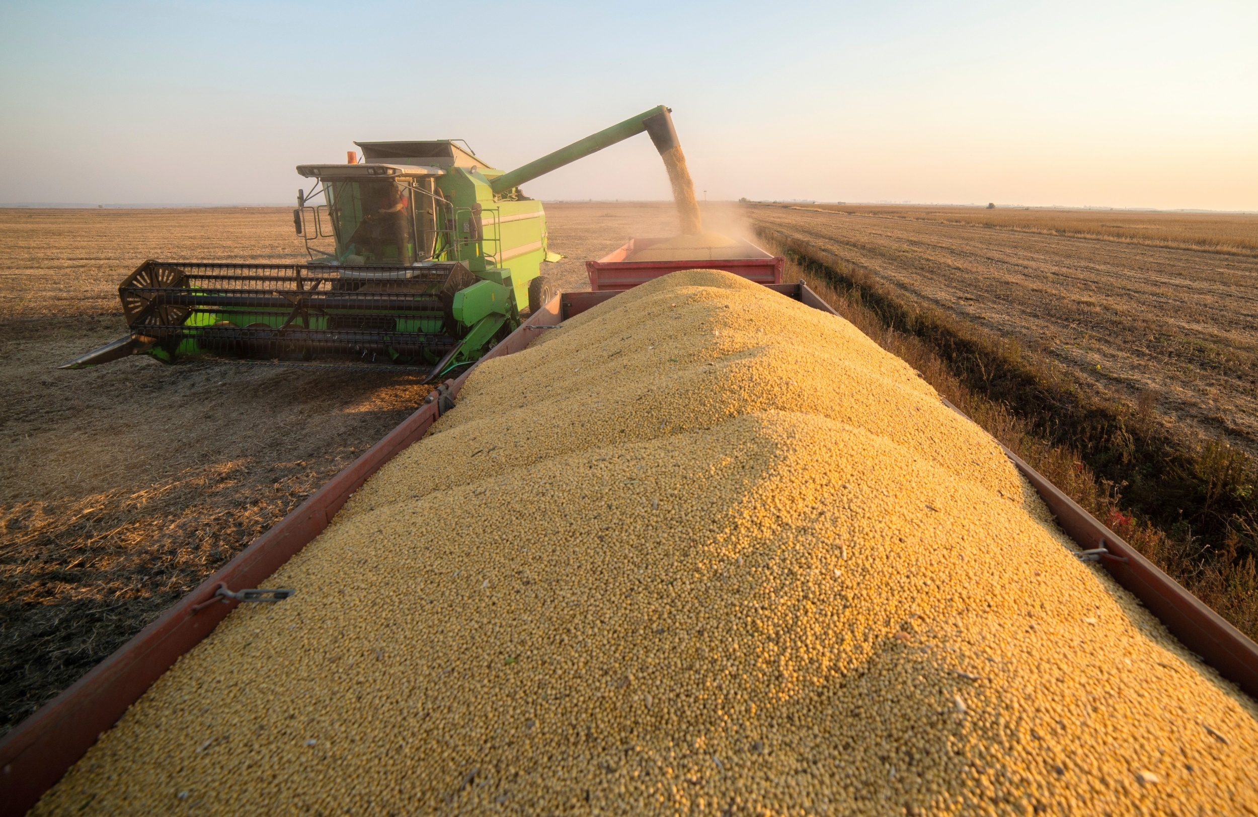 Everyday grains could help ease protein shortages for billions of people