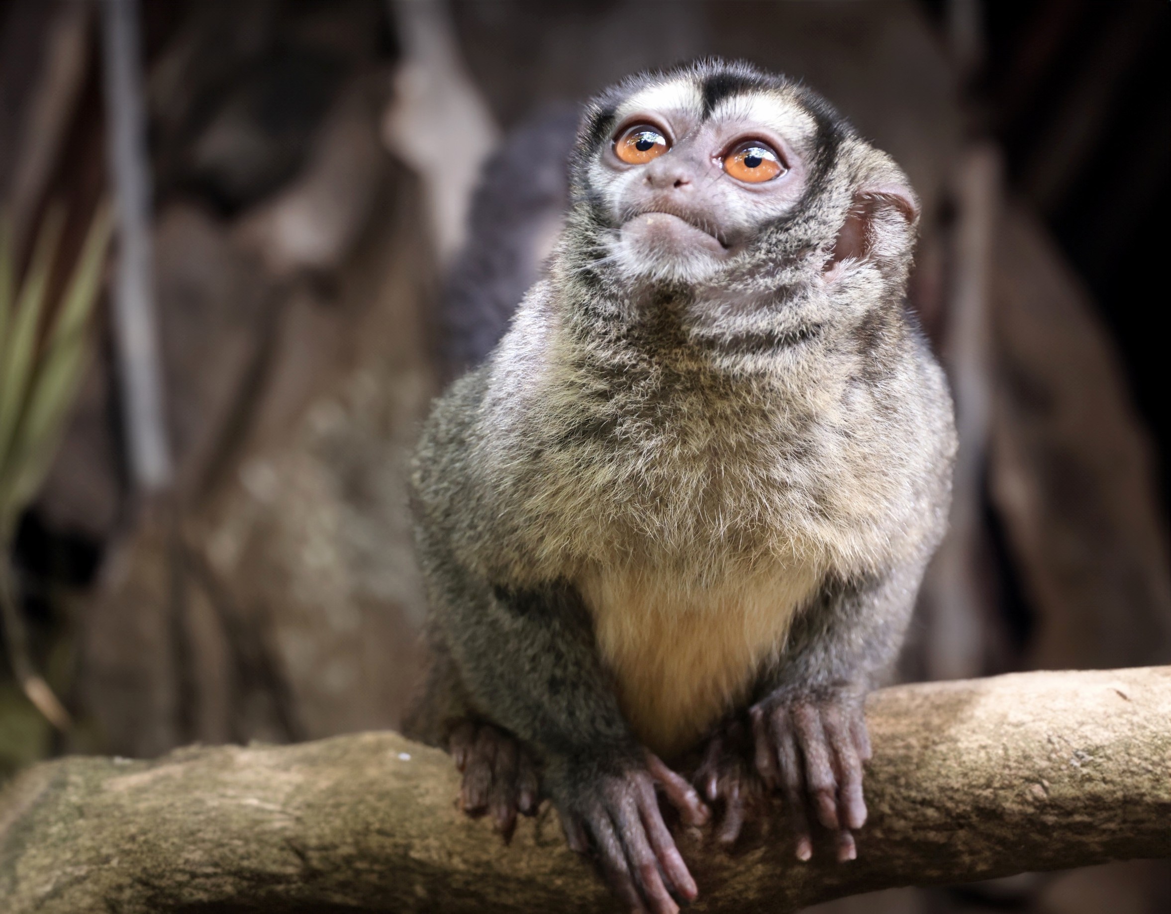 Nearly identical monkeys are divided by a hidden river boundary