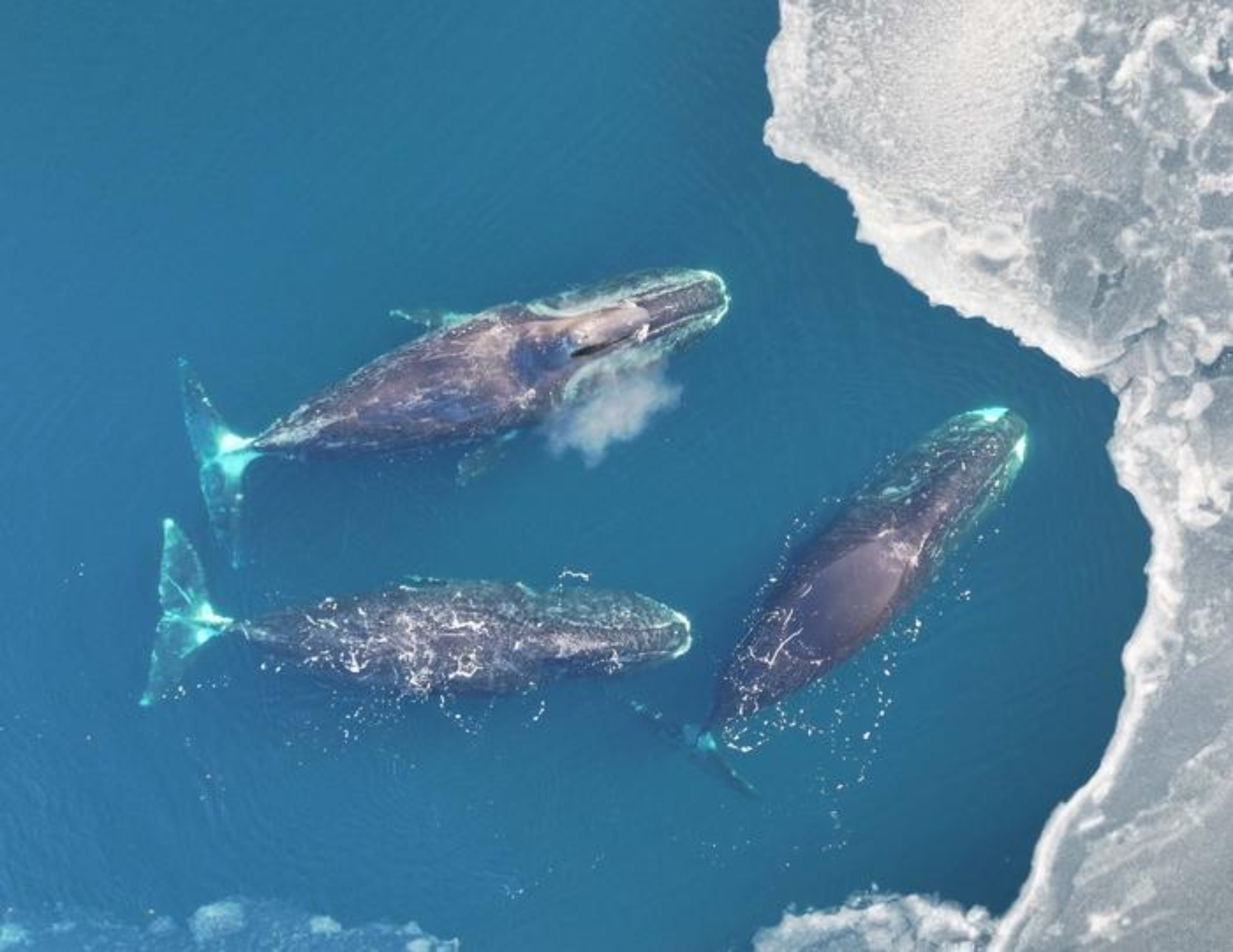 Centuries of hunting still shape which bowhead whales survive today