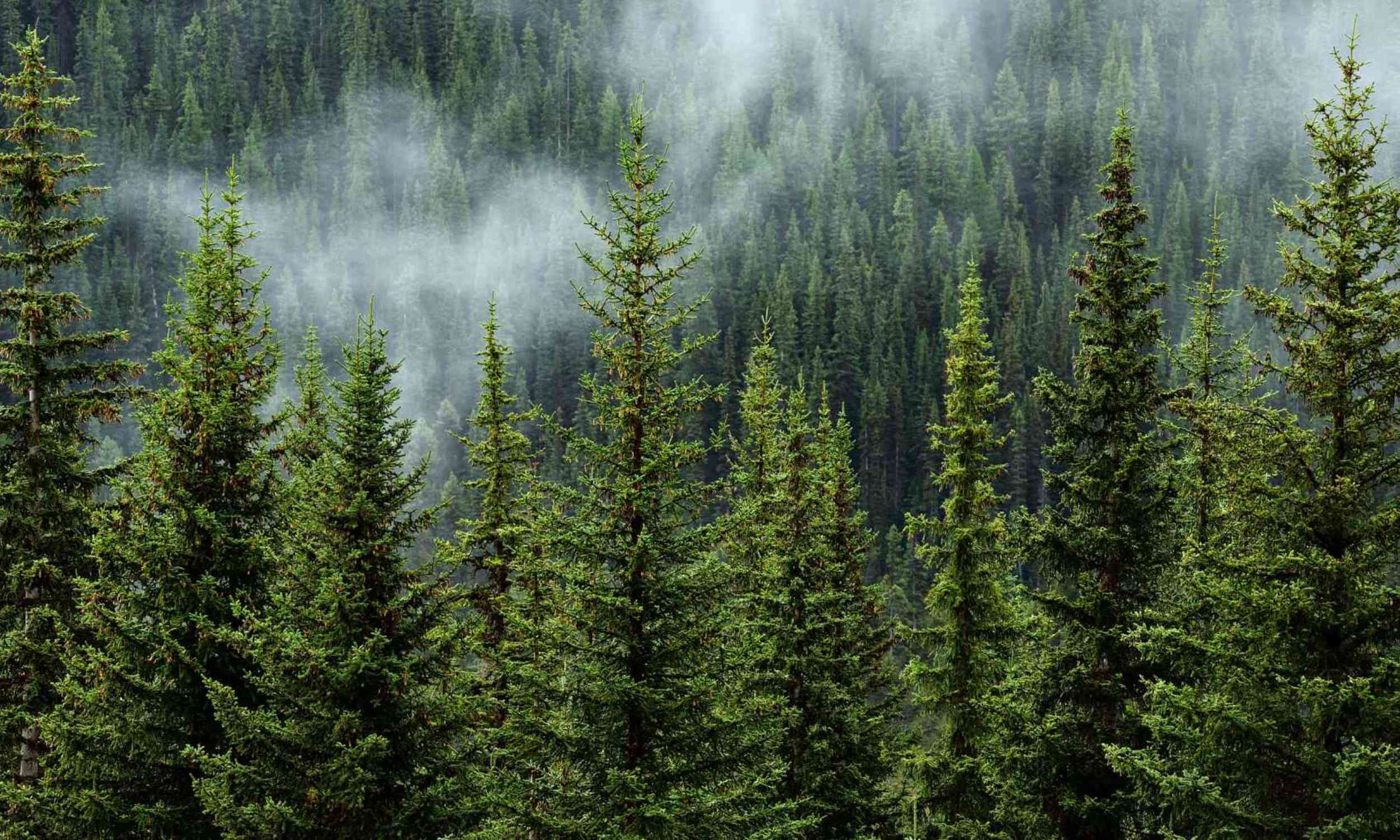 Scientists found a new way to measure a healthy forest – just listen to it