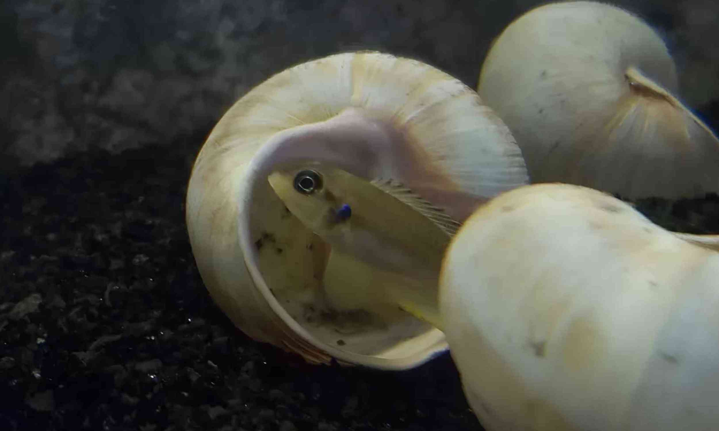 Tiny fish build underwater nests with snail shells and they get better with practice