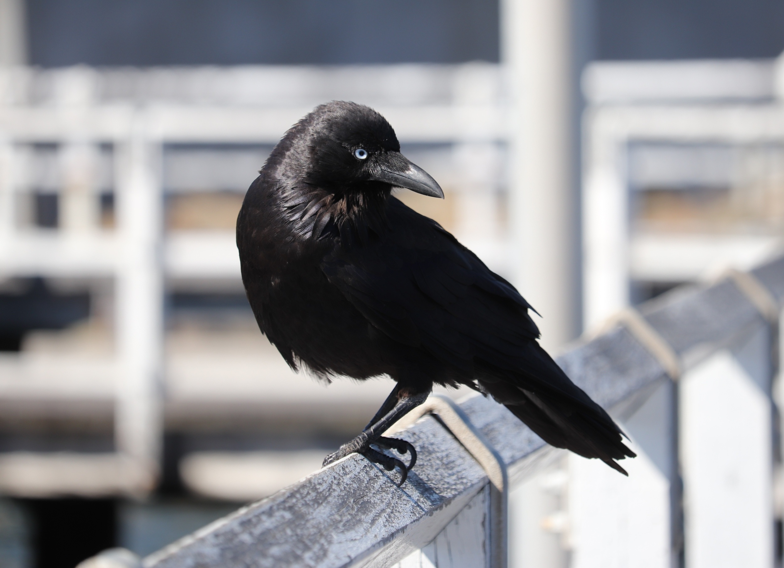 City birds flee faster from women than men - and scientists don’t know why