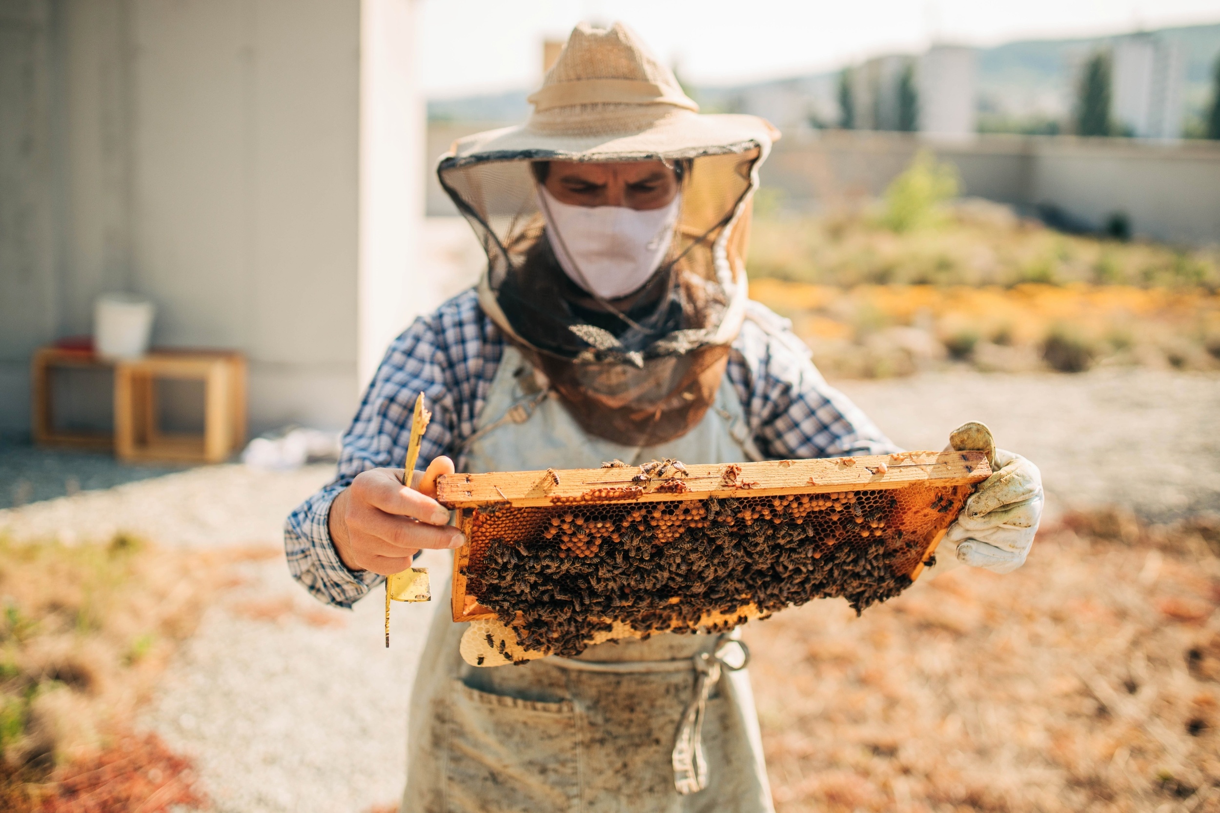 City beekeeping boom may be harming wild bees
