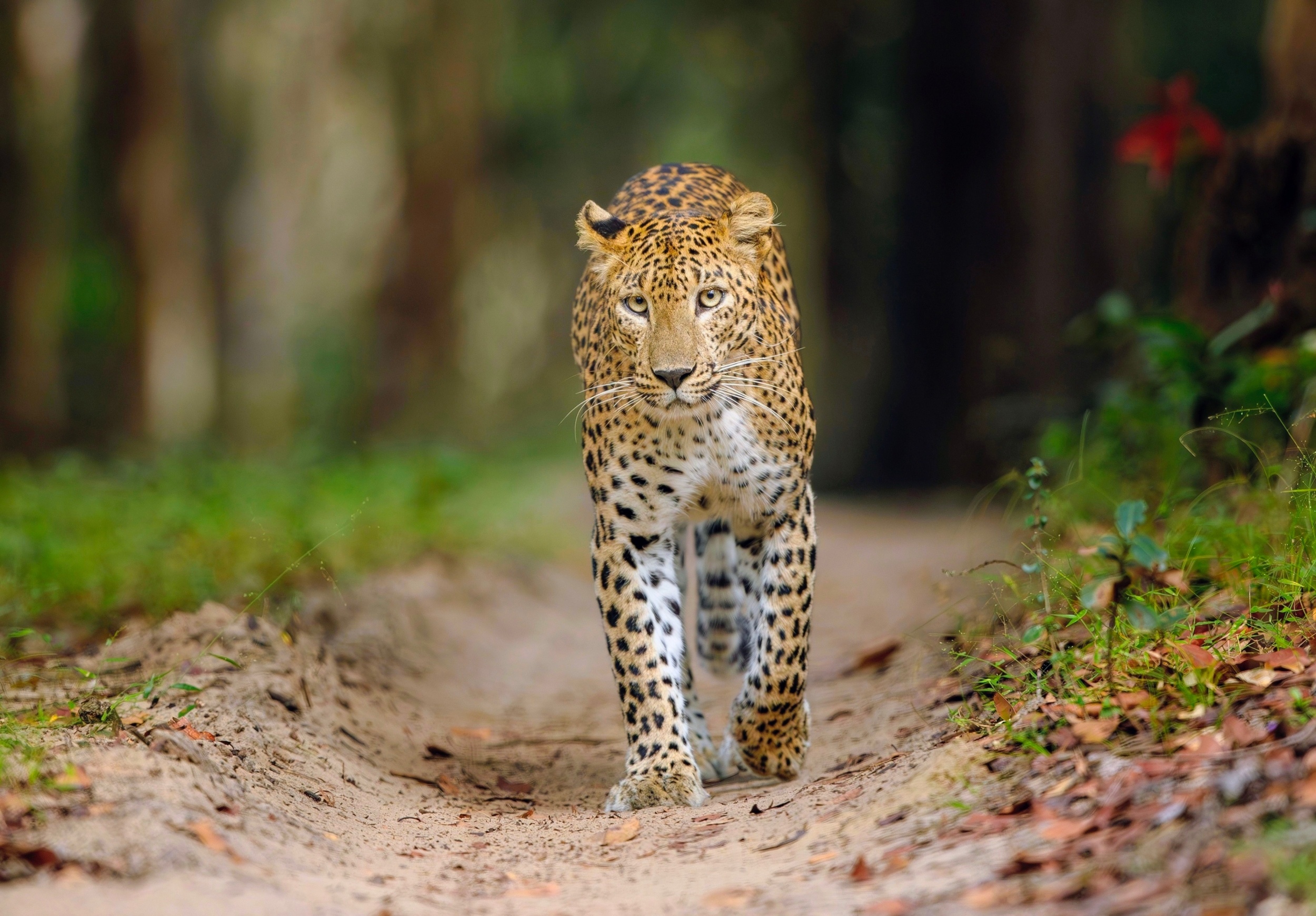 International Leopard Day: A hidden predator faces growing threats