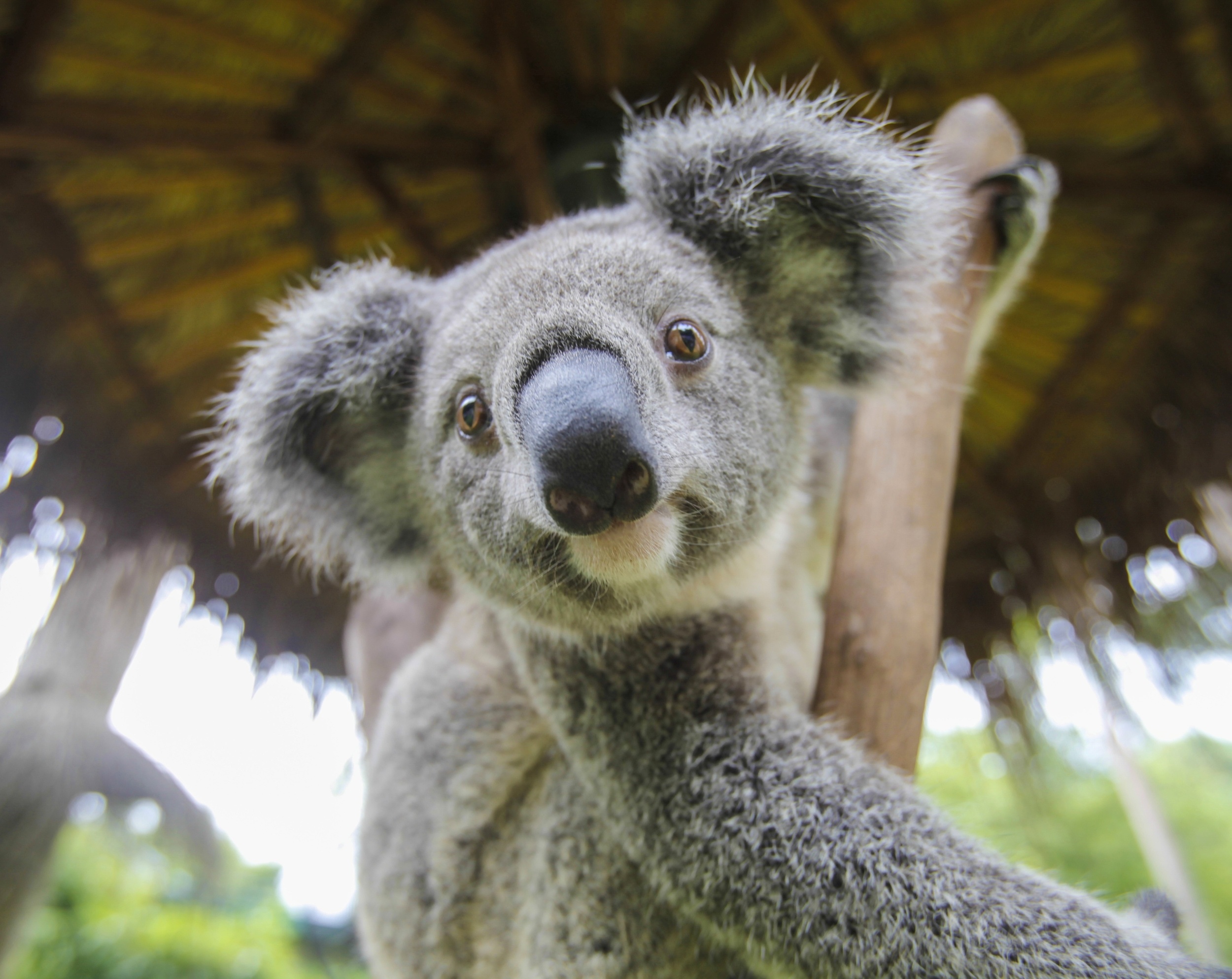 Wild Koala Day 2026: Why life in the trees is getting harder