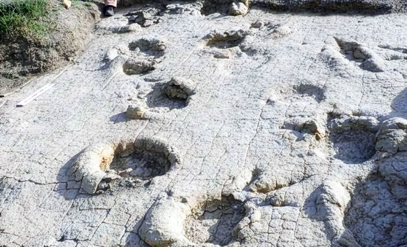 Dinosaur tracks show enormous sauropods roamed Mongolia - Earth.com