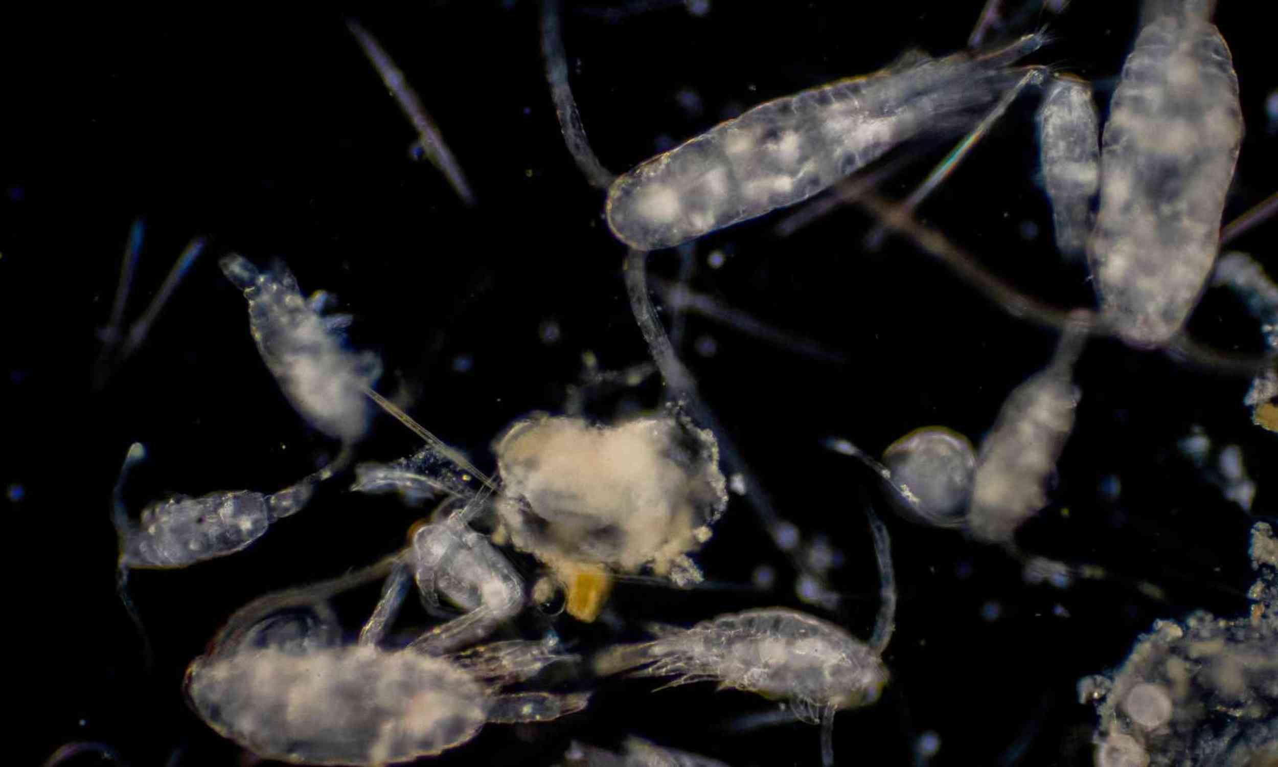 Tiny ocean shells draw a hidden line across the Atlantic, and it may shape Earth's carbon cycle