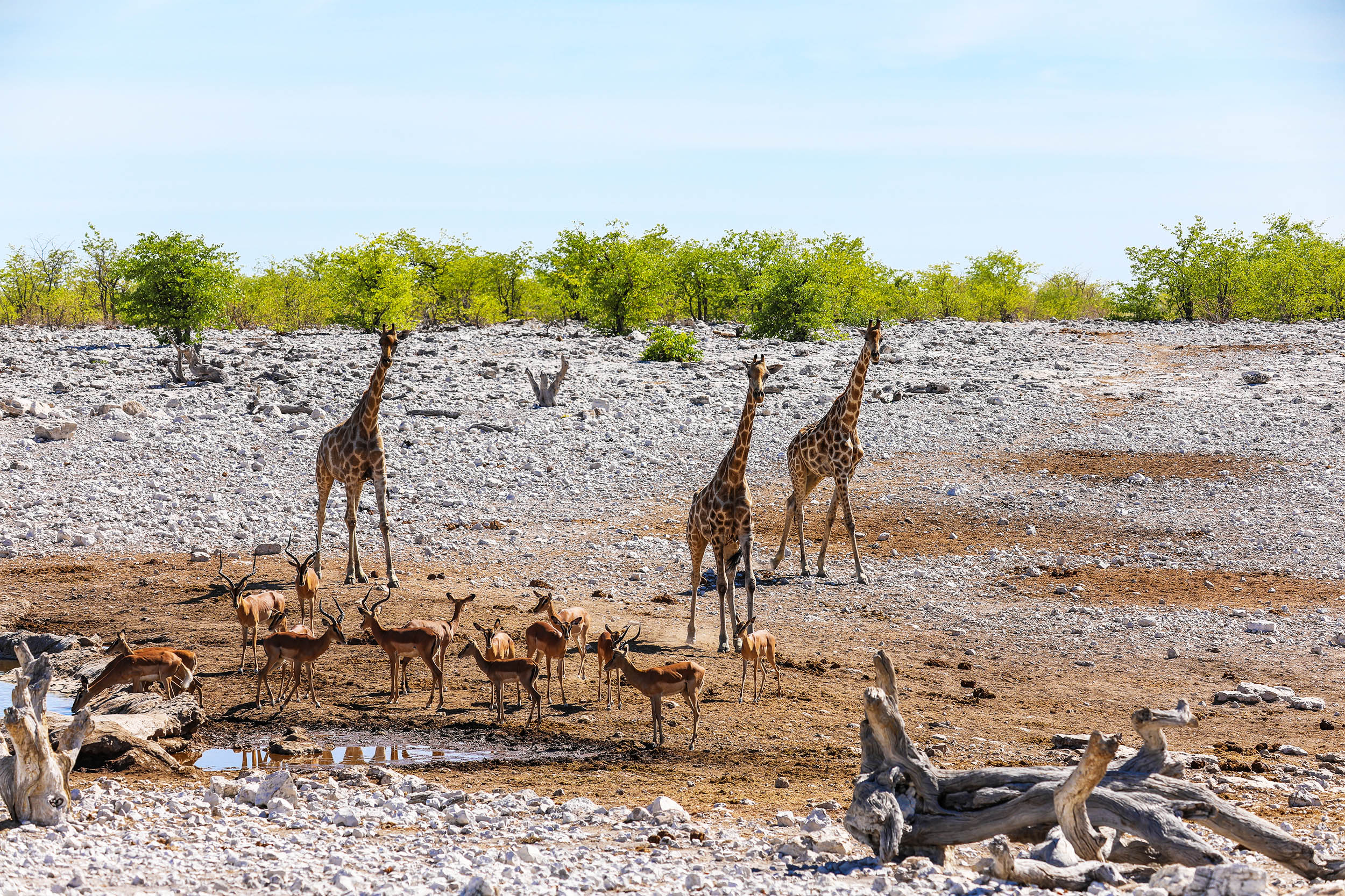 Extreme periods of heat, fire, and drought will harm one-third of all animal habitats by 2085