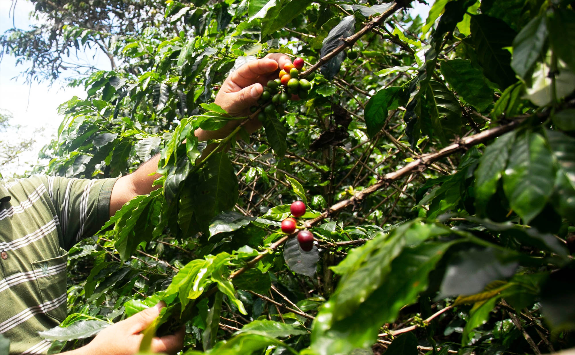 New tree genus discovered that is related to tomatoes and potatoes