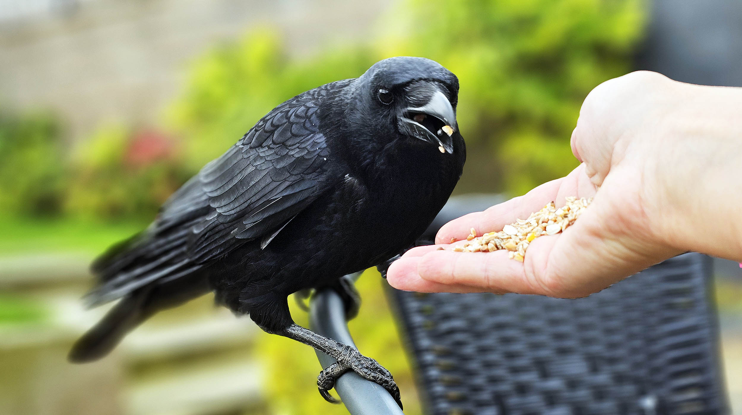 City birds are more scared of women than men, and scientists don’t know why
