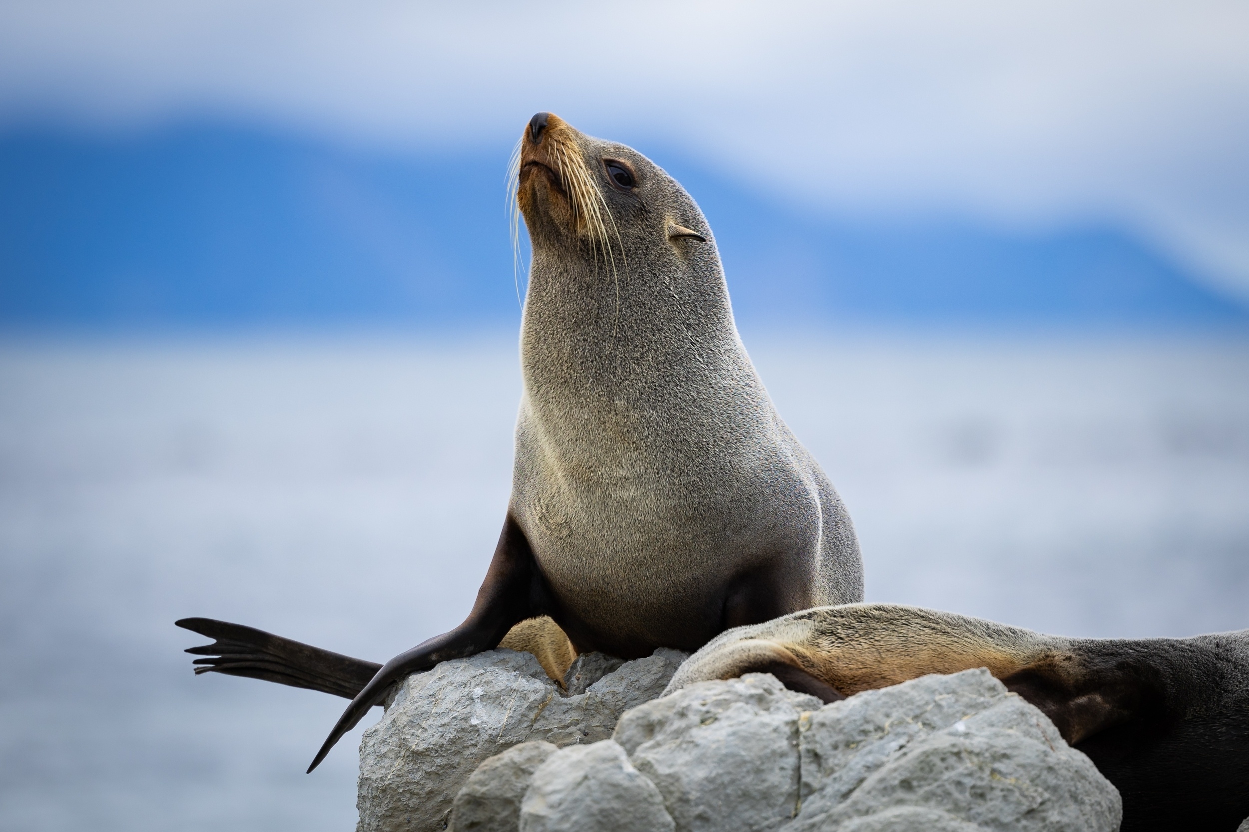 Fur seals recover from deep dives hours after returning to land