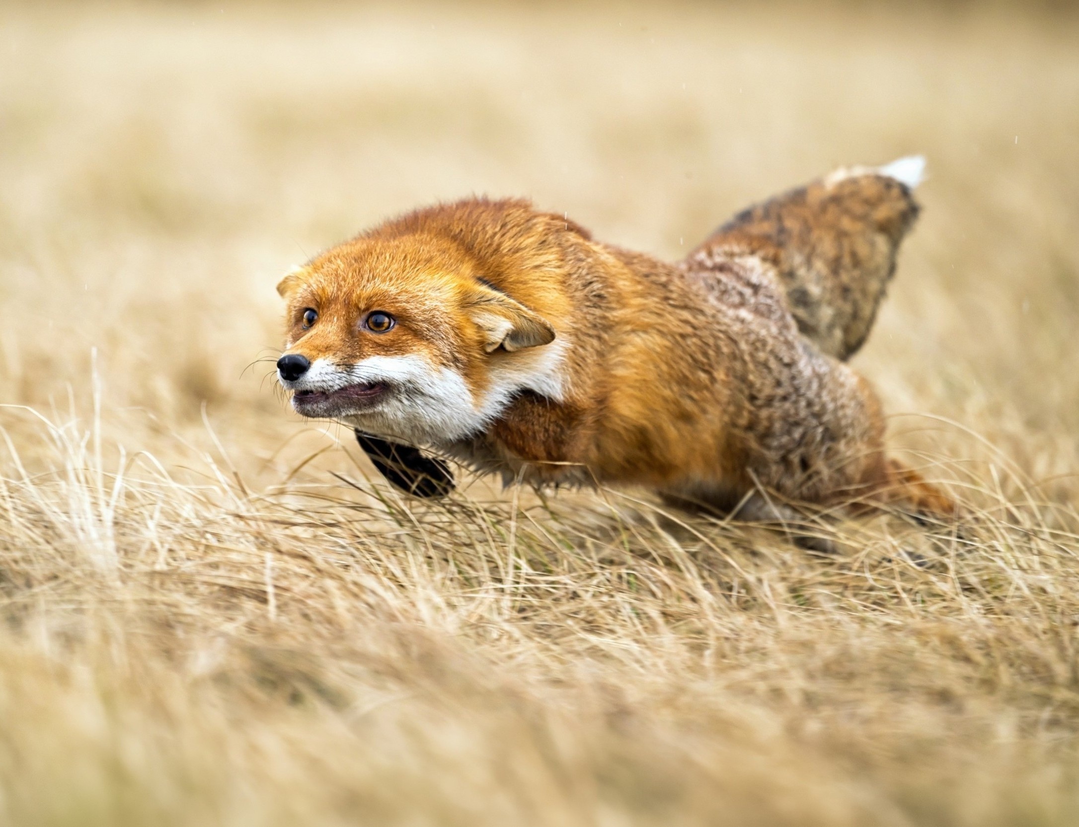 Why most predator attacks fail, even when the prey is slower