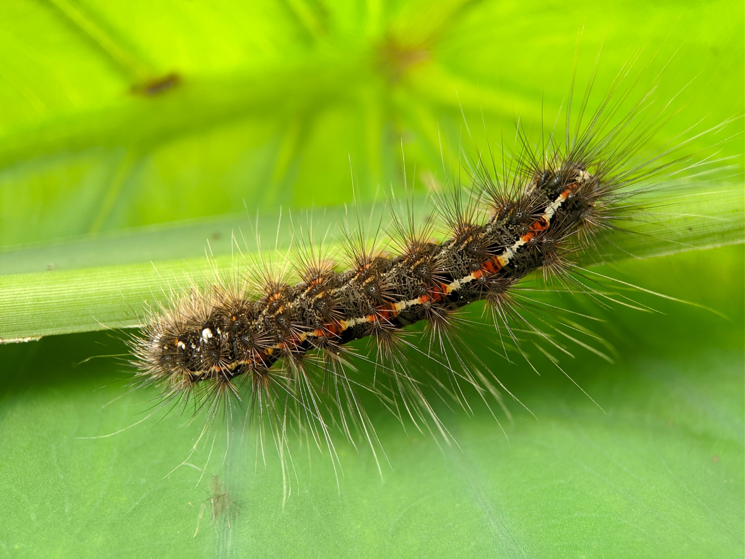 Oak trees use a clever timing trick to outsmart caterpillars