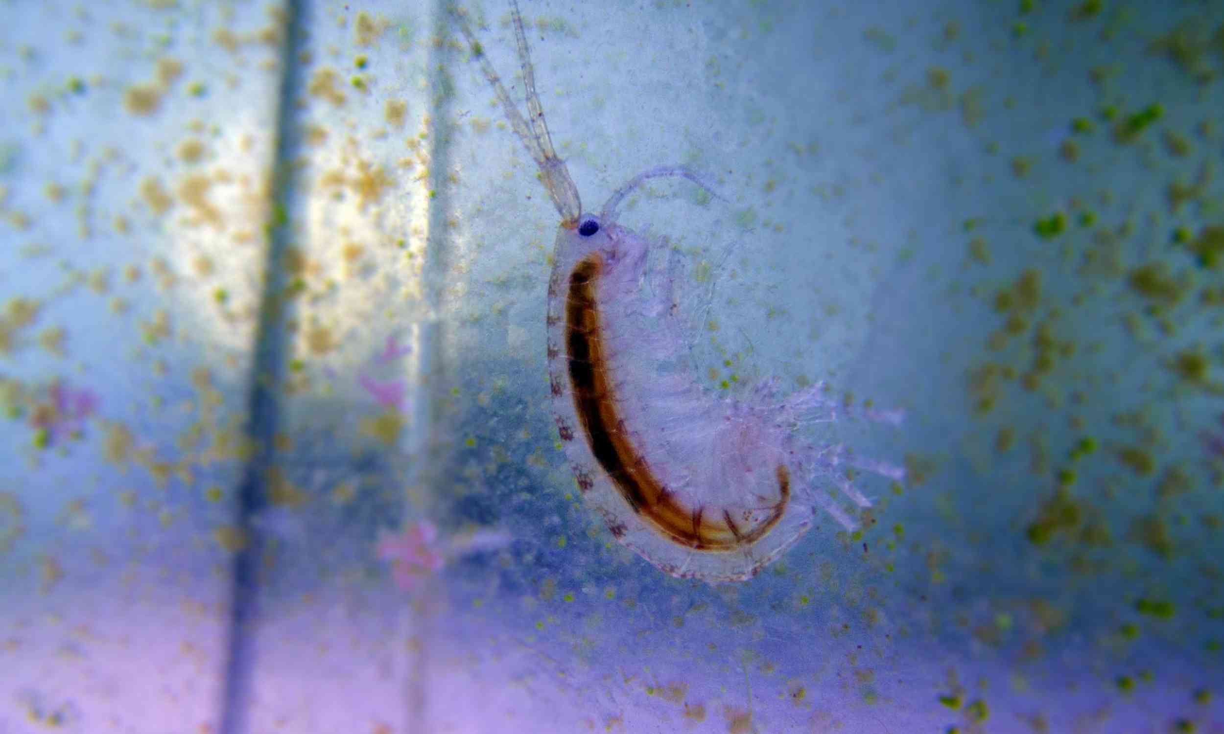 Four decades of overlooked ocean data uncovered more than 300 species of tiny amphipods