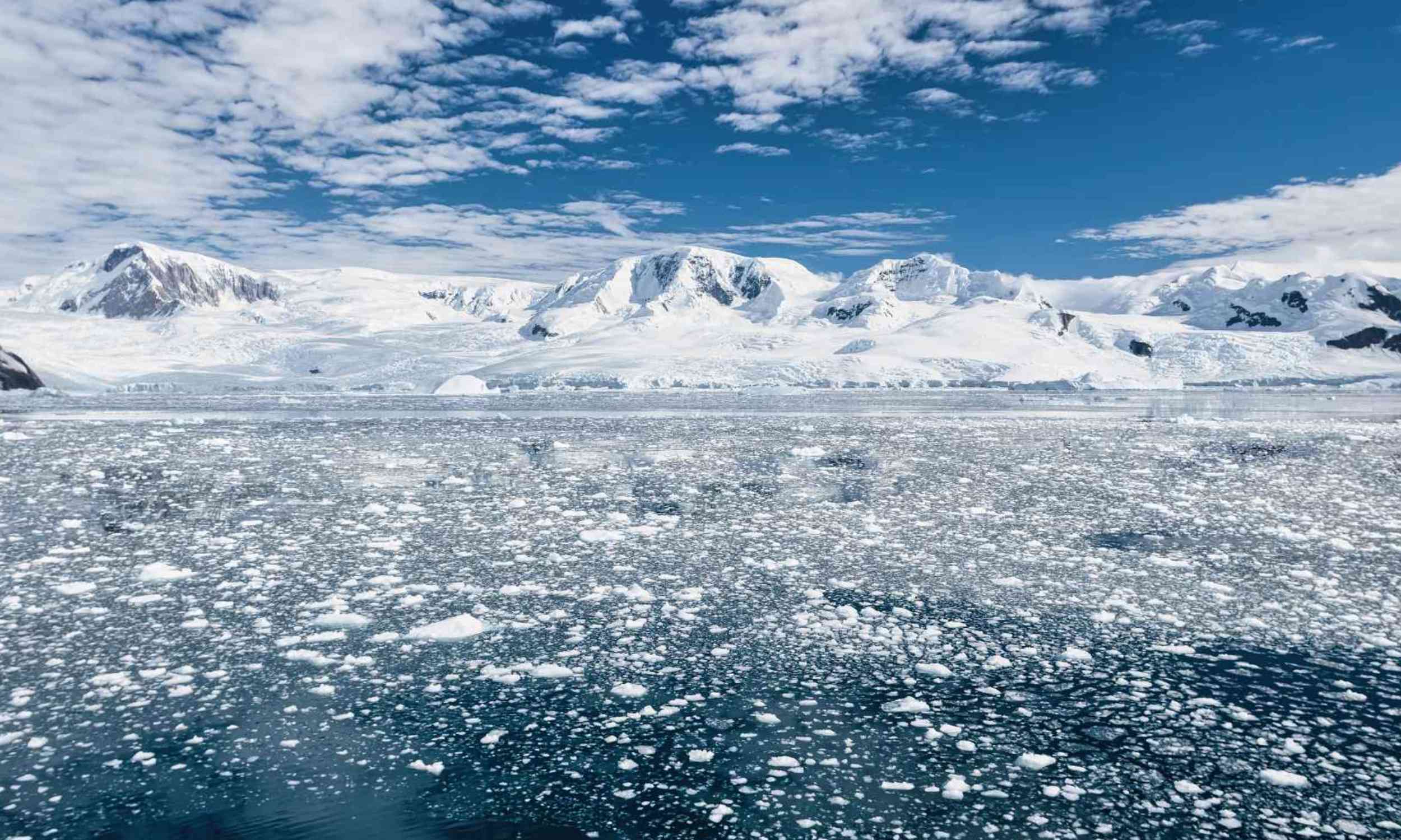Antarctica has a grass problem, and slow responses won't help sort it out