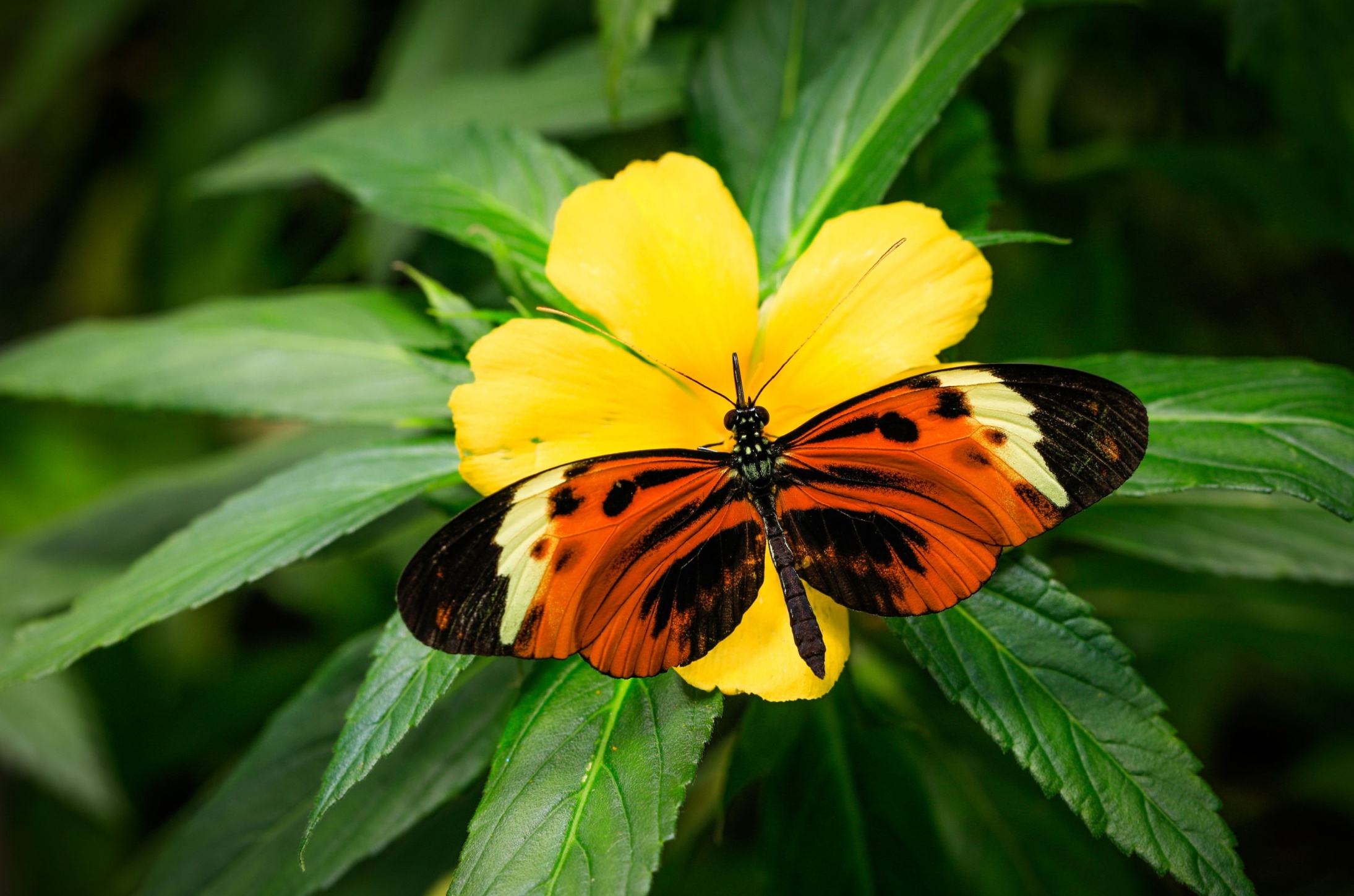 Butterfly genes reused for 120 million years show that evolution isn’t random