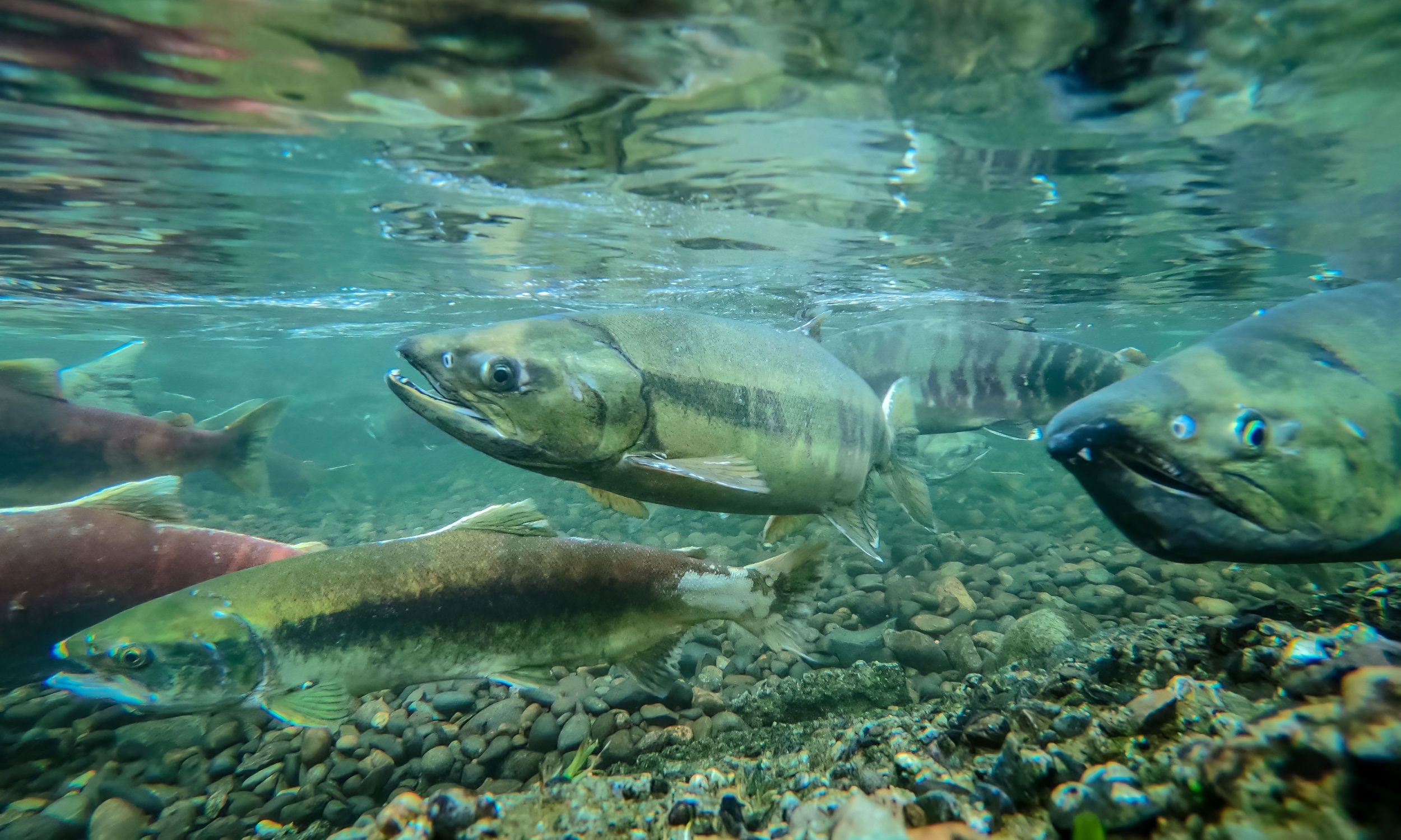 Young salmon face a deadly trap on the way to the ocean
