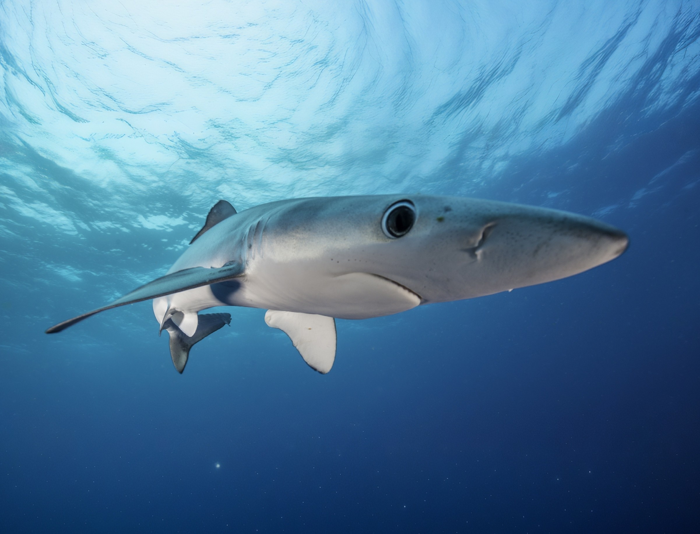 Scientists turn sharks into ocean climate sensors