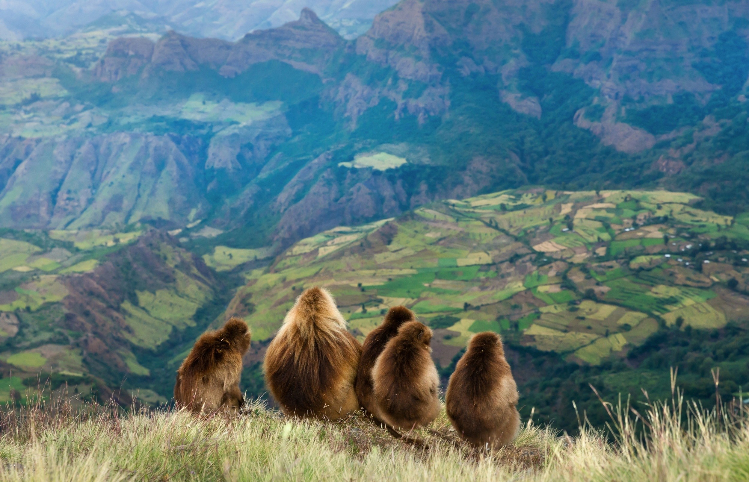 Baboon social lives are far more complicated than they look