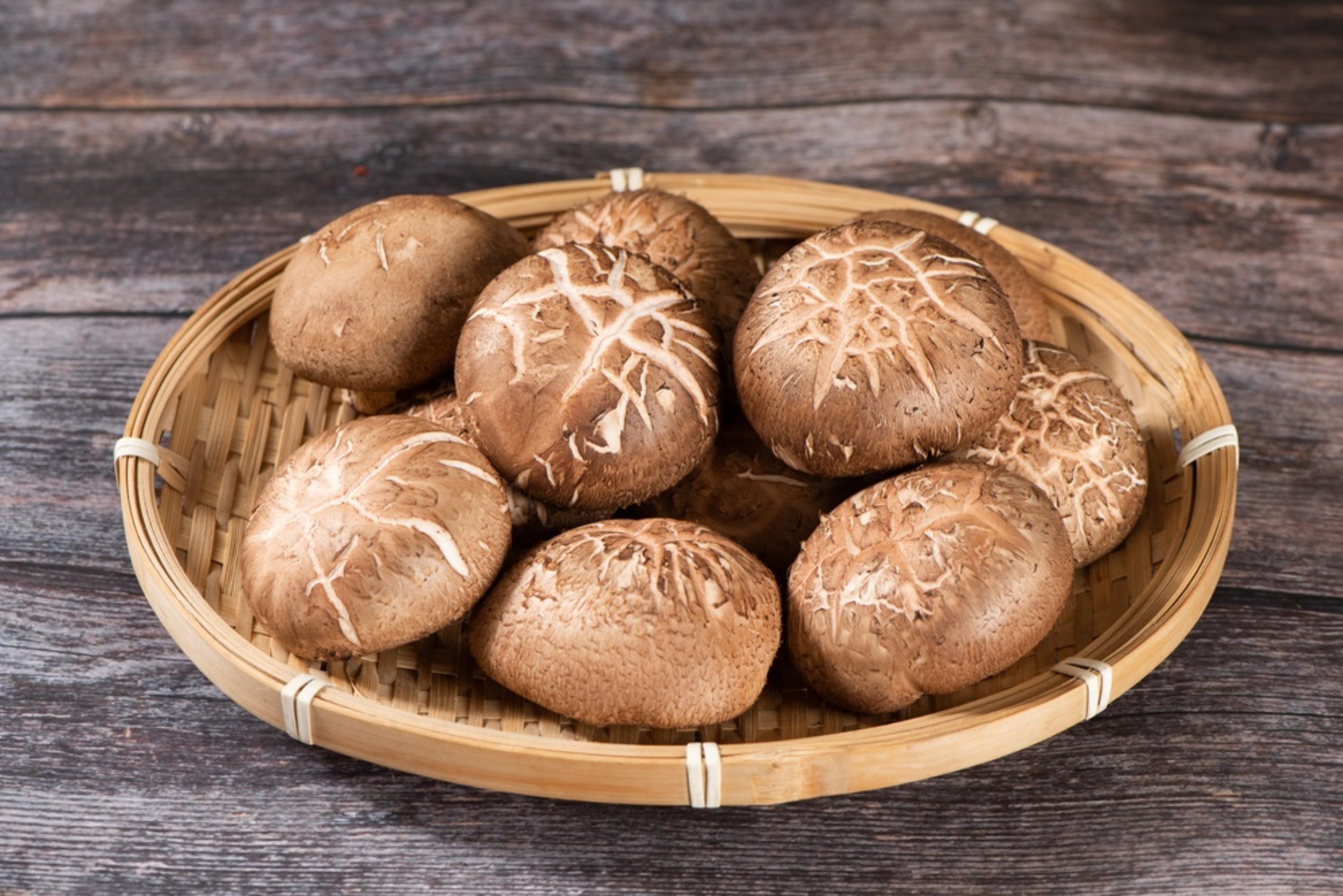 Fungi could power computers