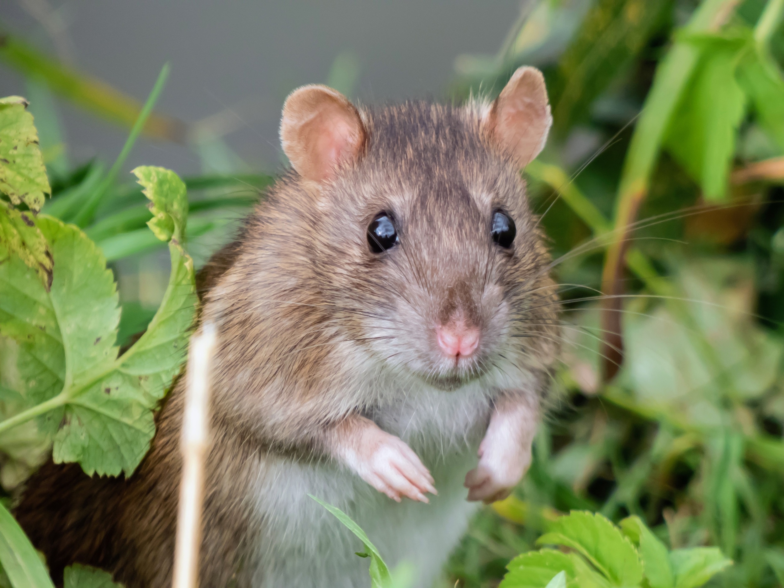 Deadly rodent viruses are expanding into new regions as the climate shifts