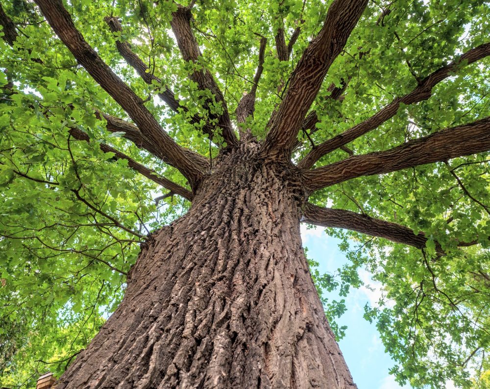 Mexico’s mountains created nearly half the world’s oak species