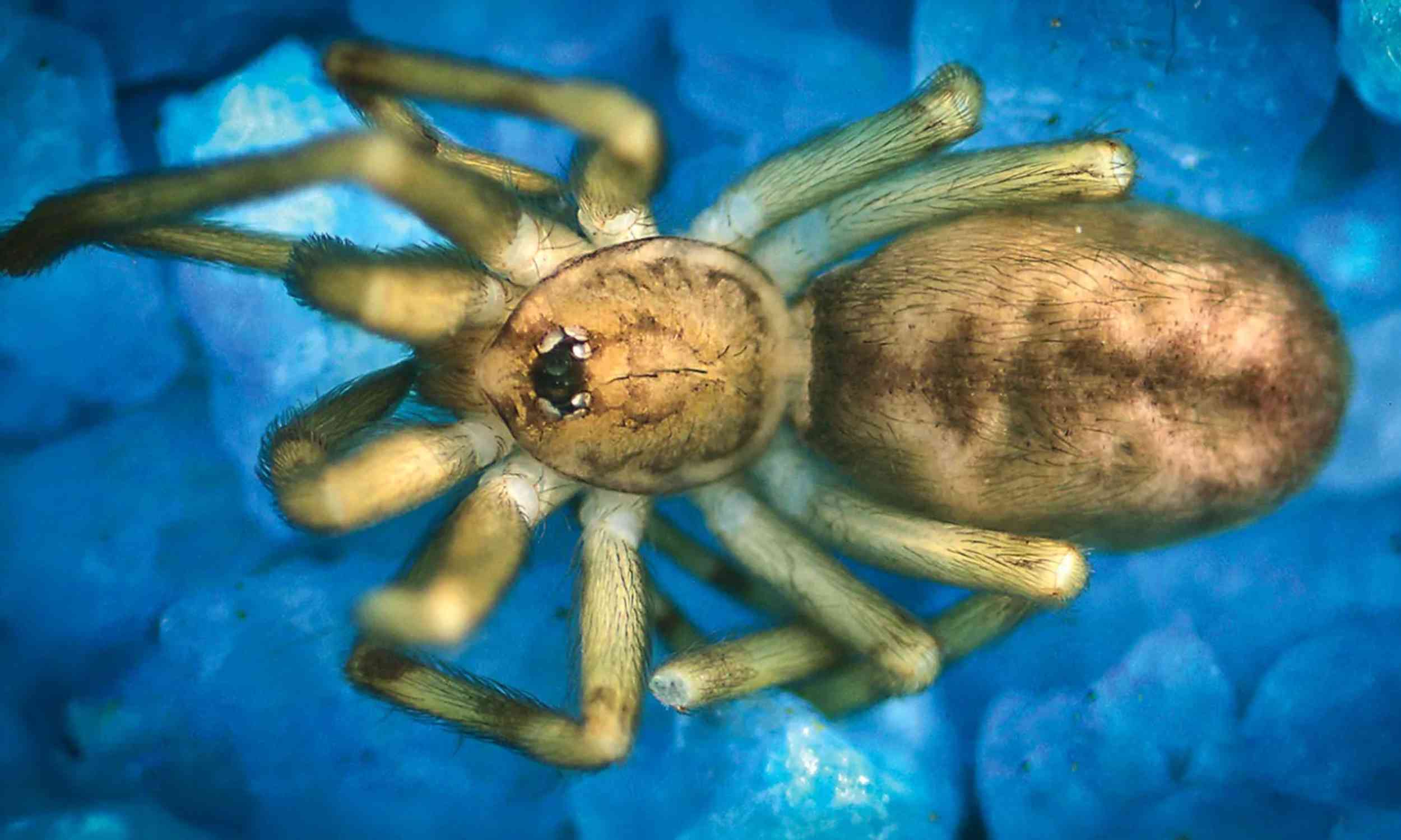 Tiny spider named after Pink Floyd was found living in city walls, and it hunts like a giant