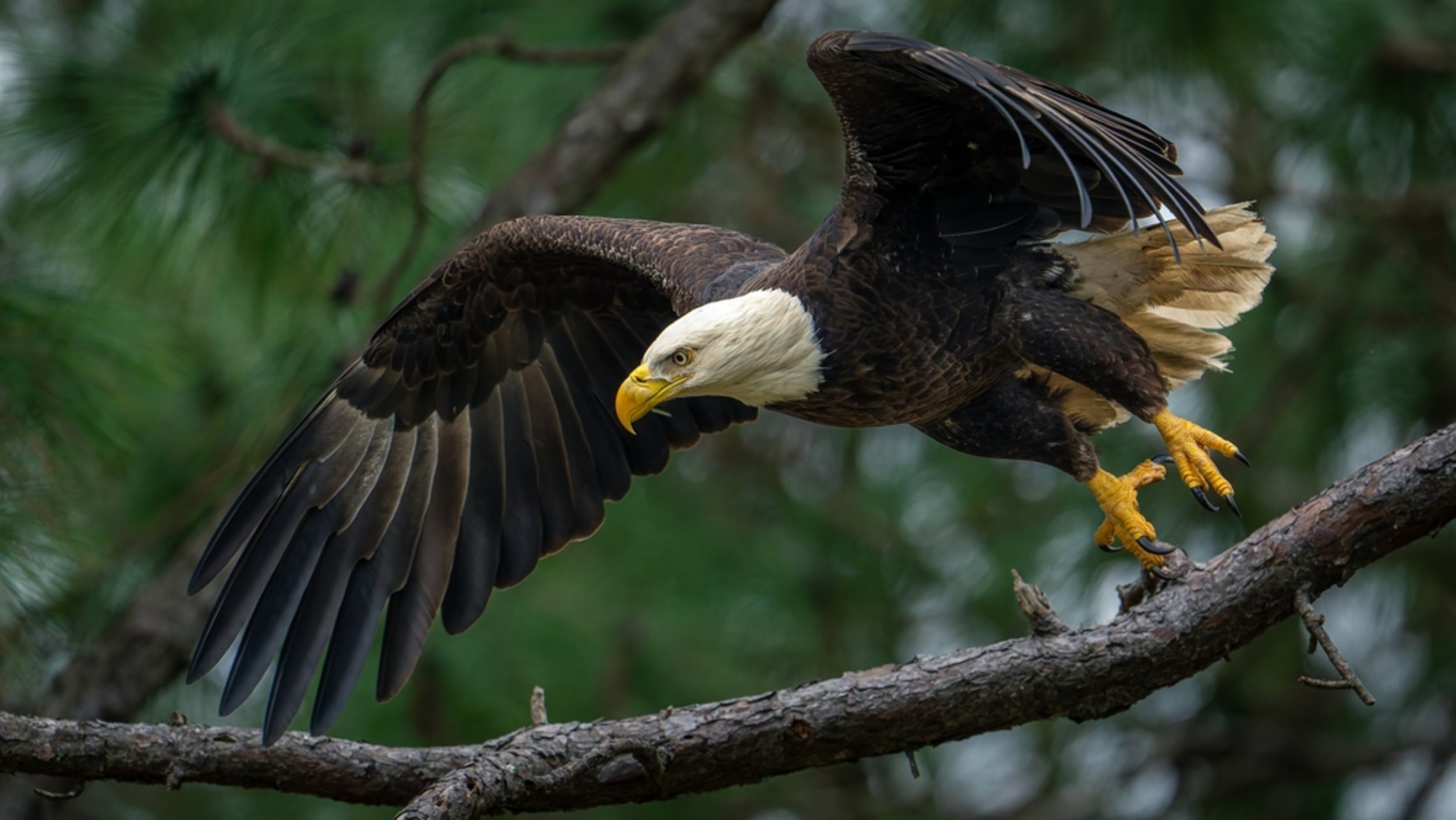 Bald eagles are flocking to prairie dog towns