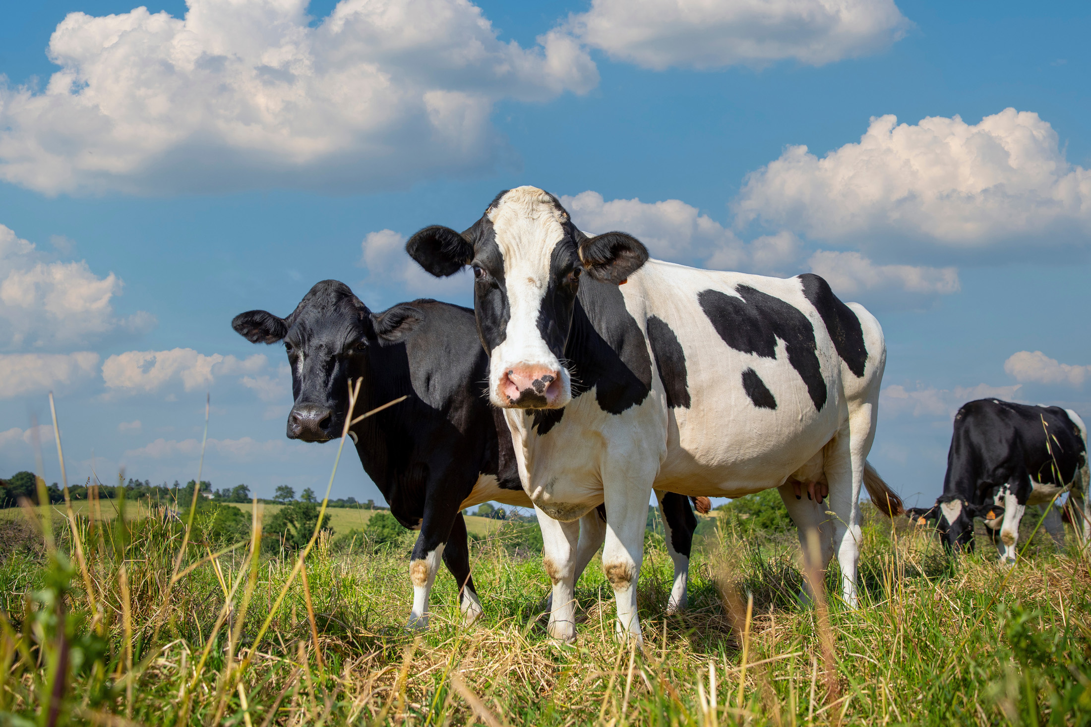 Cow-gut discovery reveals a new target for cutting methane