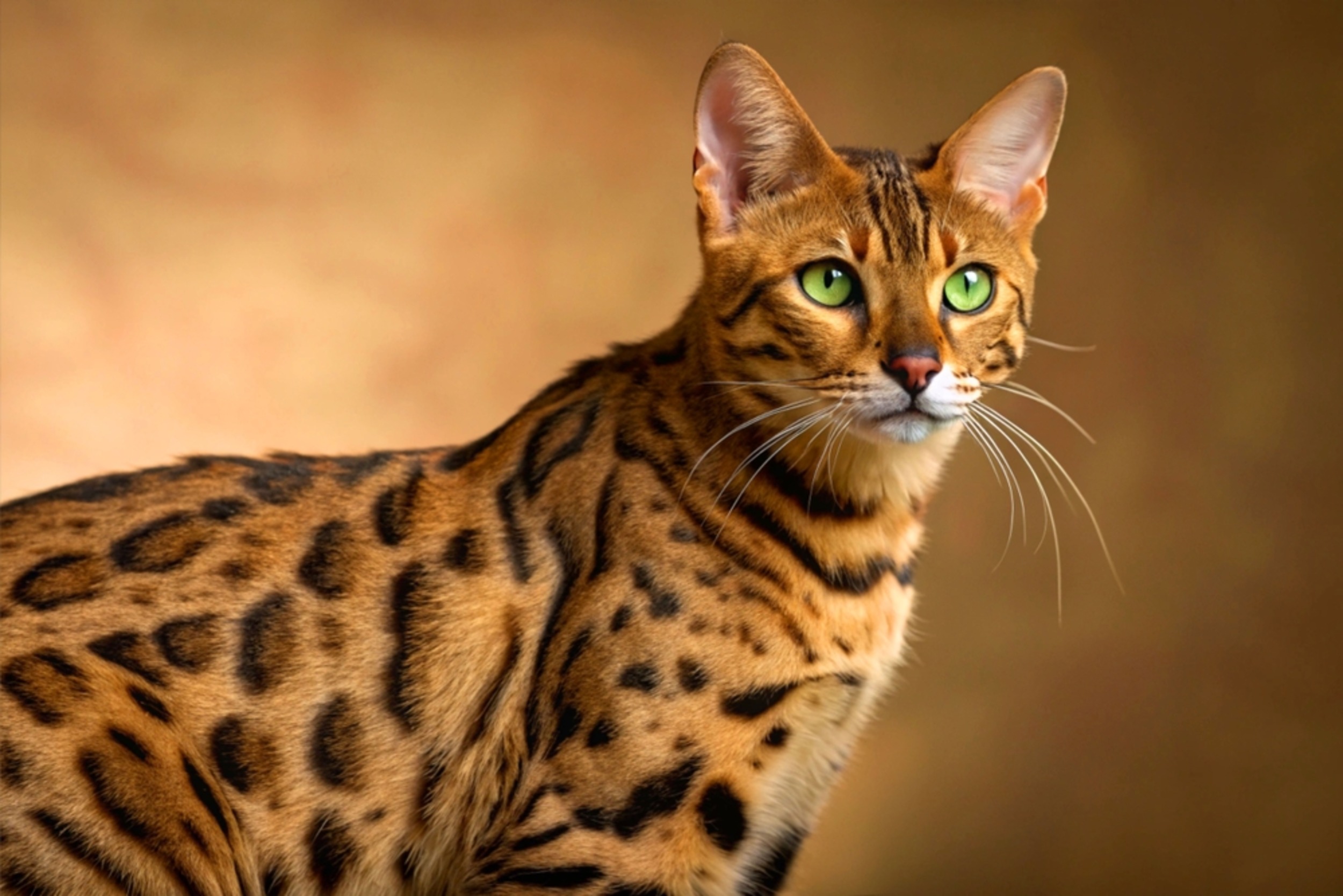 Bengal cat origin story rewritten