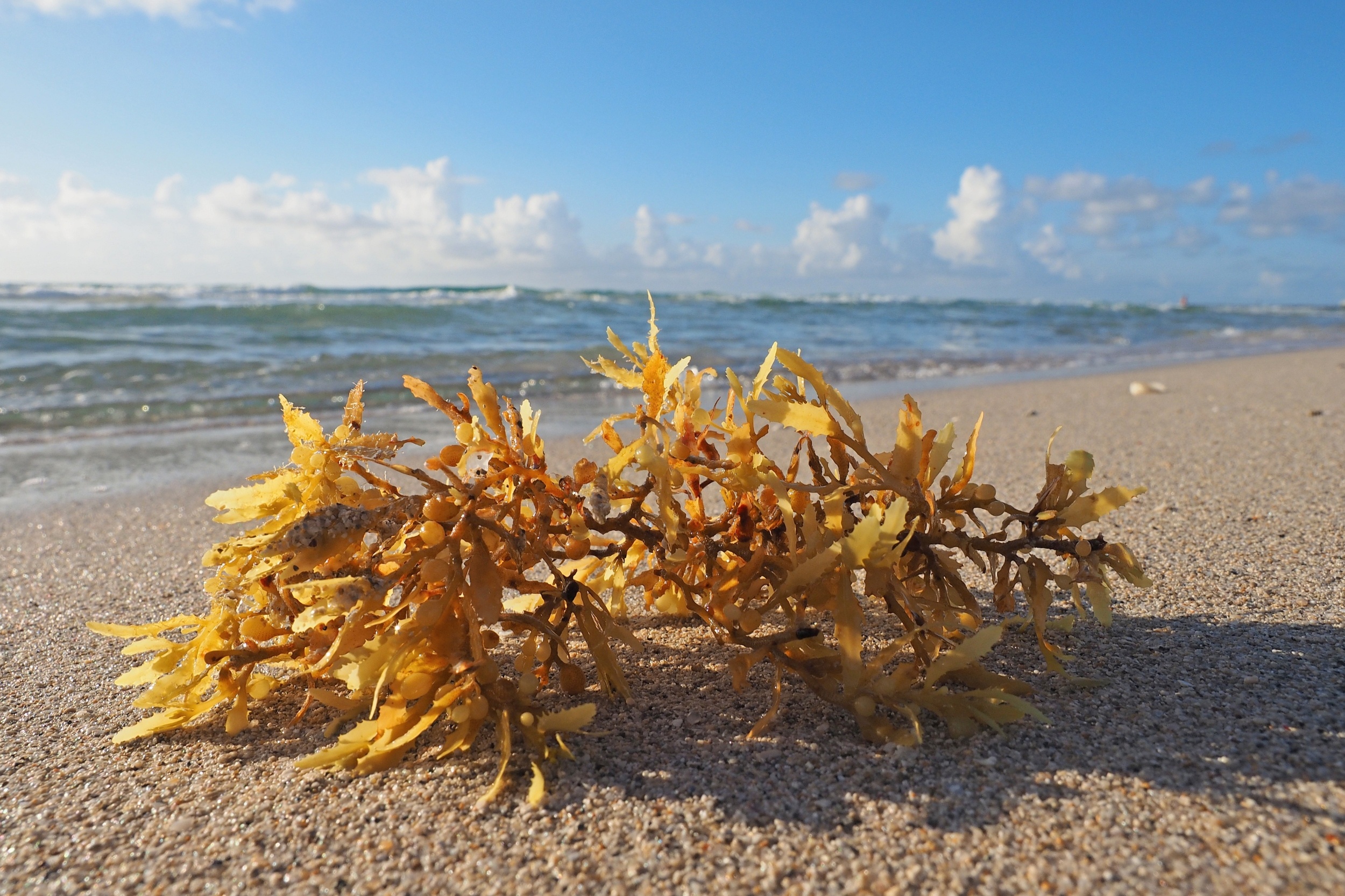 Seaweed invading Florida beaches could become a food ingredient