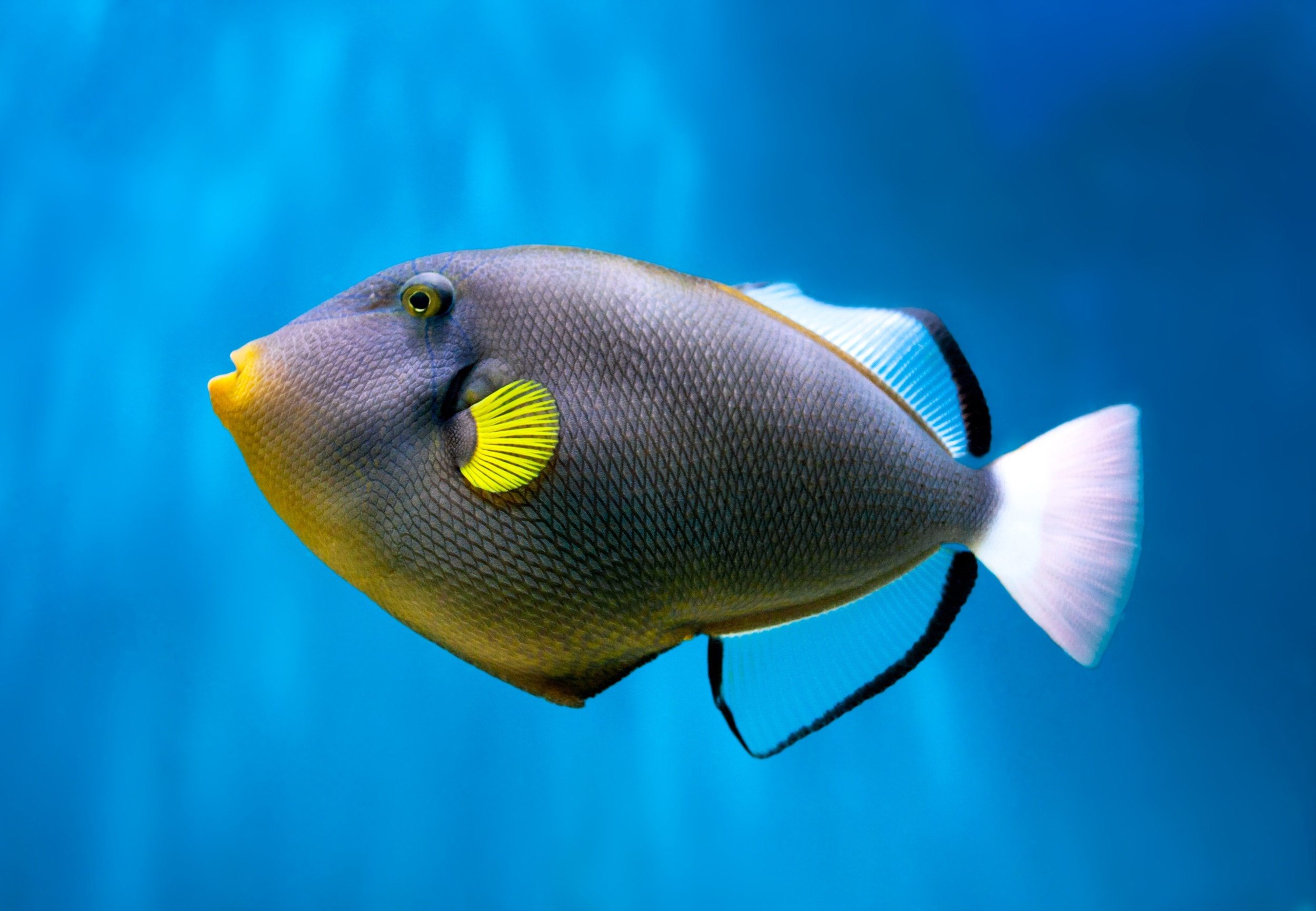 Fish brains are stranger and more diverse than scientists expected