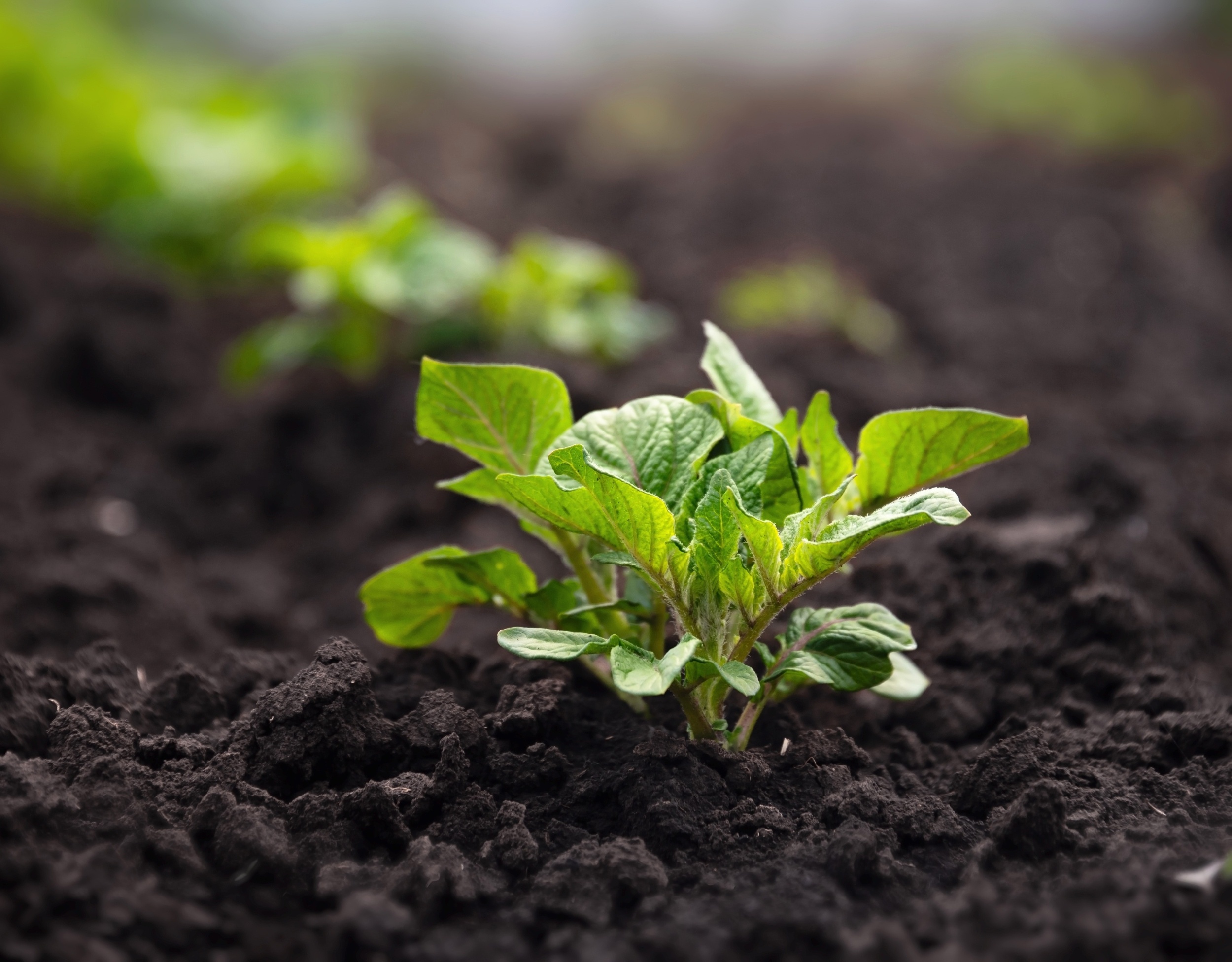 Potato farming left a lasting mark on human DNA