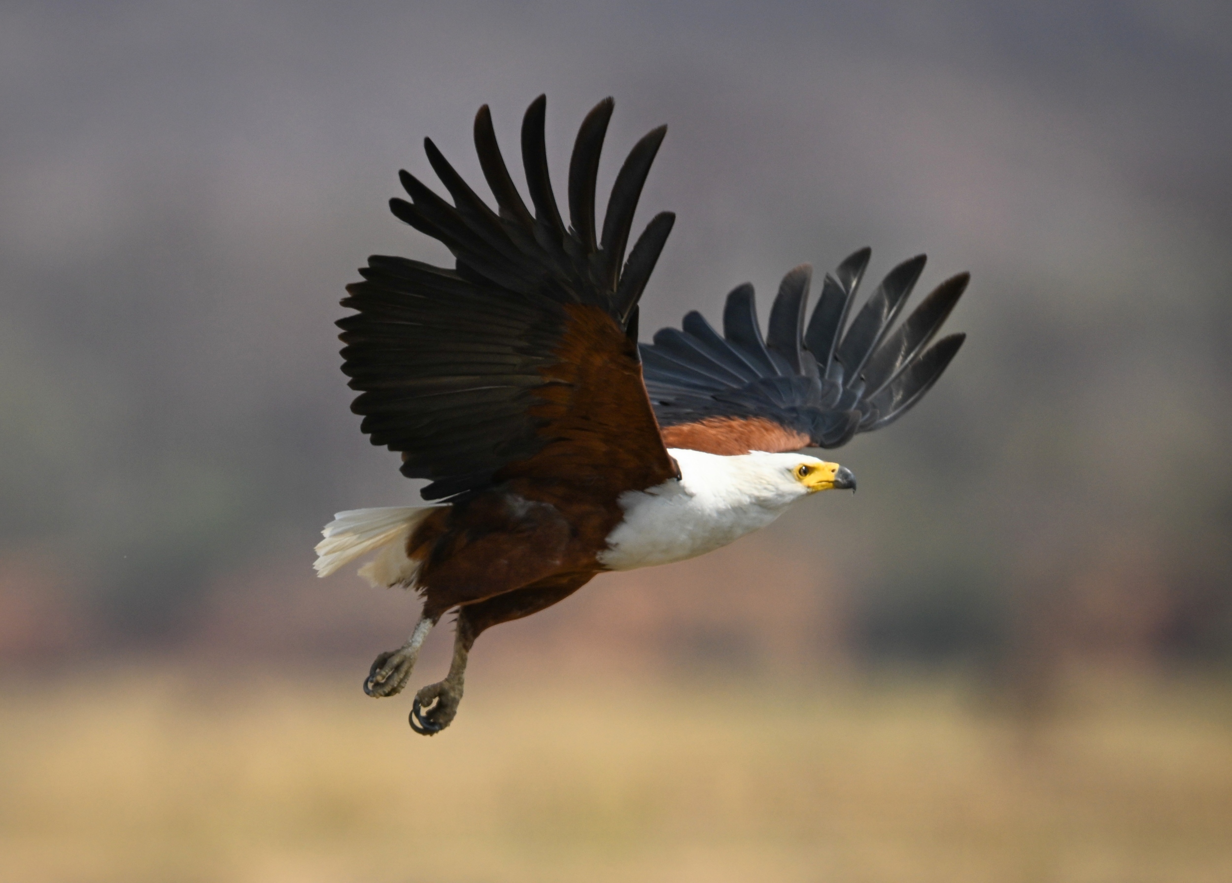 Most birds fly with wings that evolution never fully optimized